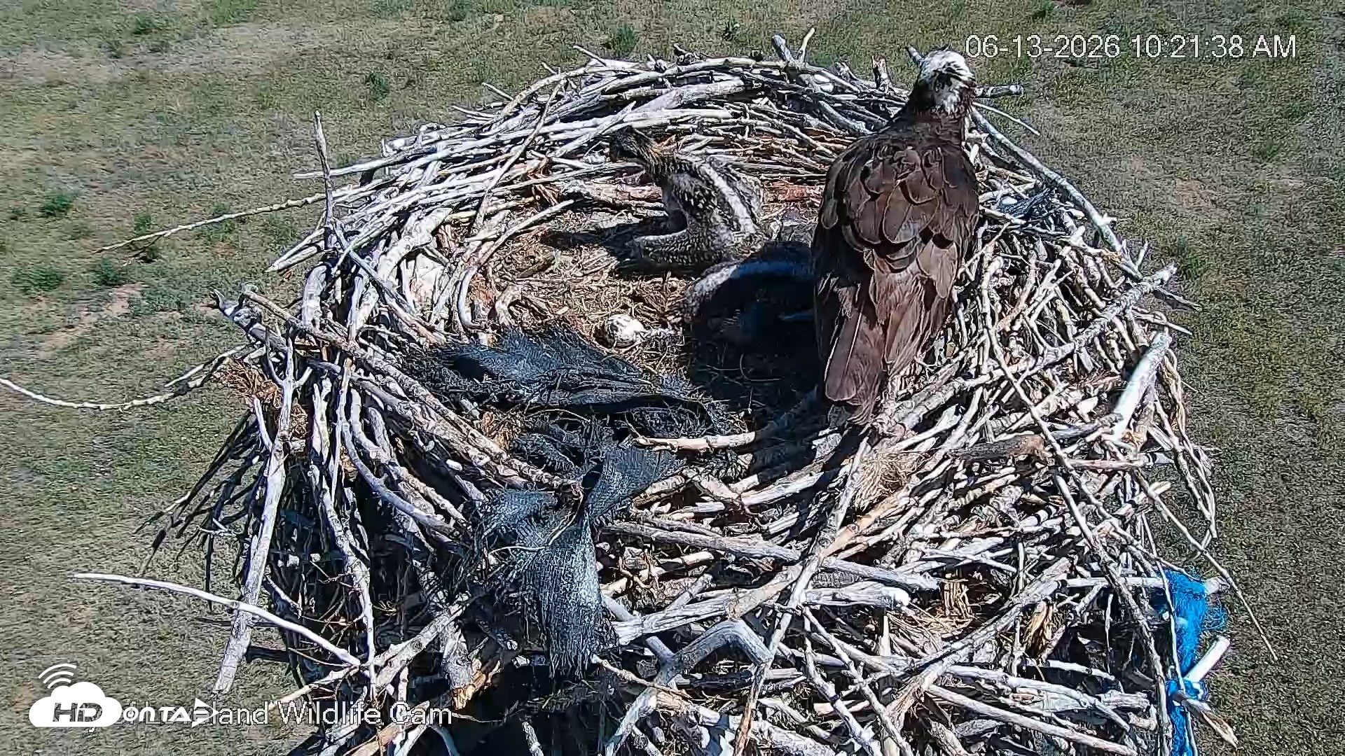 Snapshot of City of Loveland Ospreys Live Cam taken Jun 13, 2026, 10:22am MDT