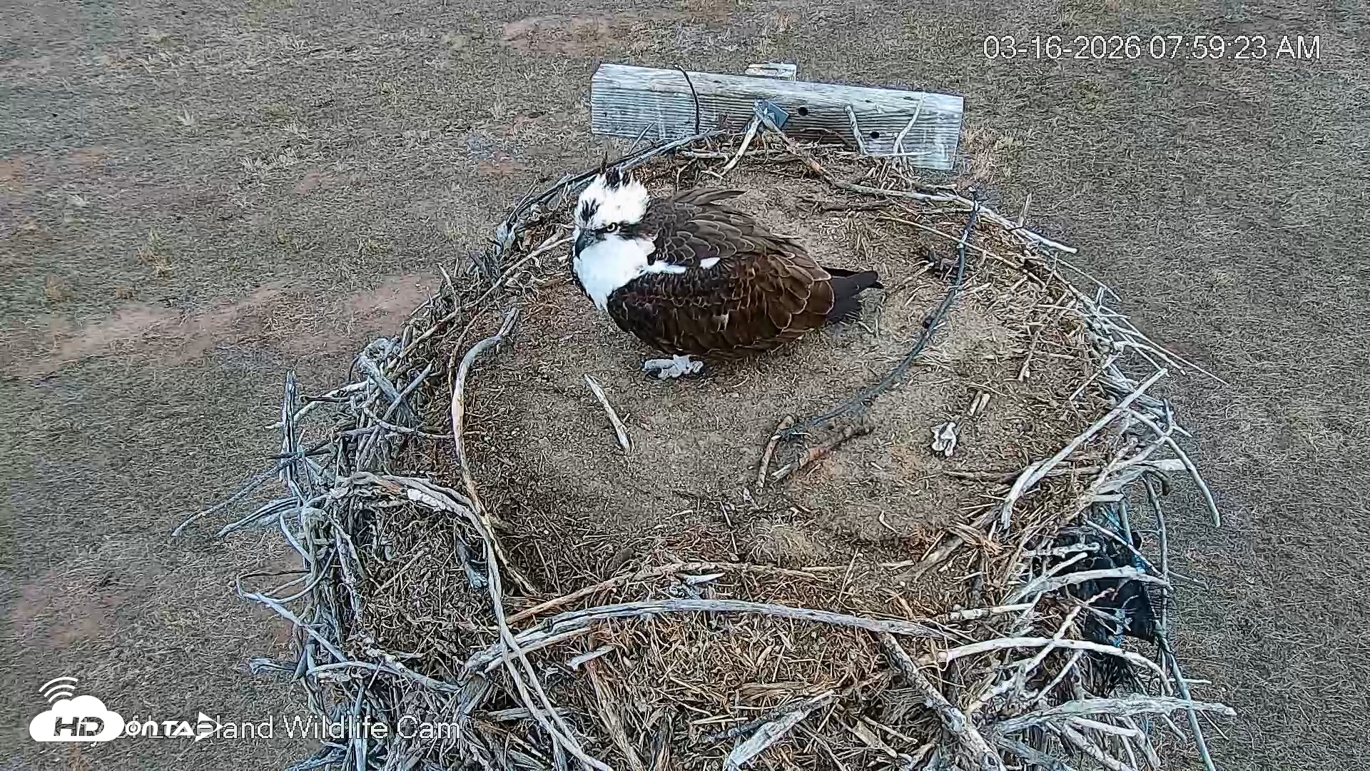 Snapshot of City of Loveland Ospreys Live Cam taken Mar 16, 2026, 8:00am MDT