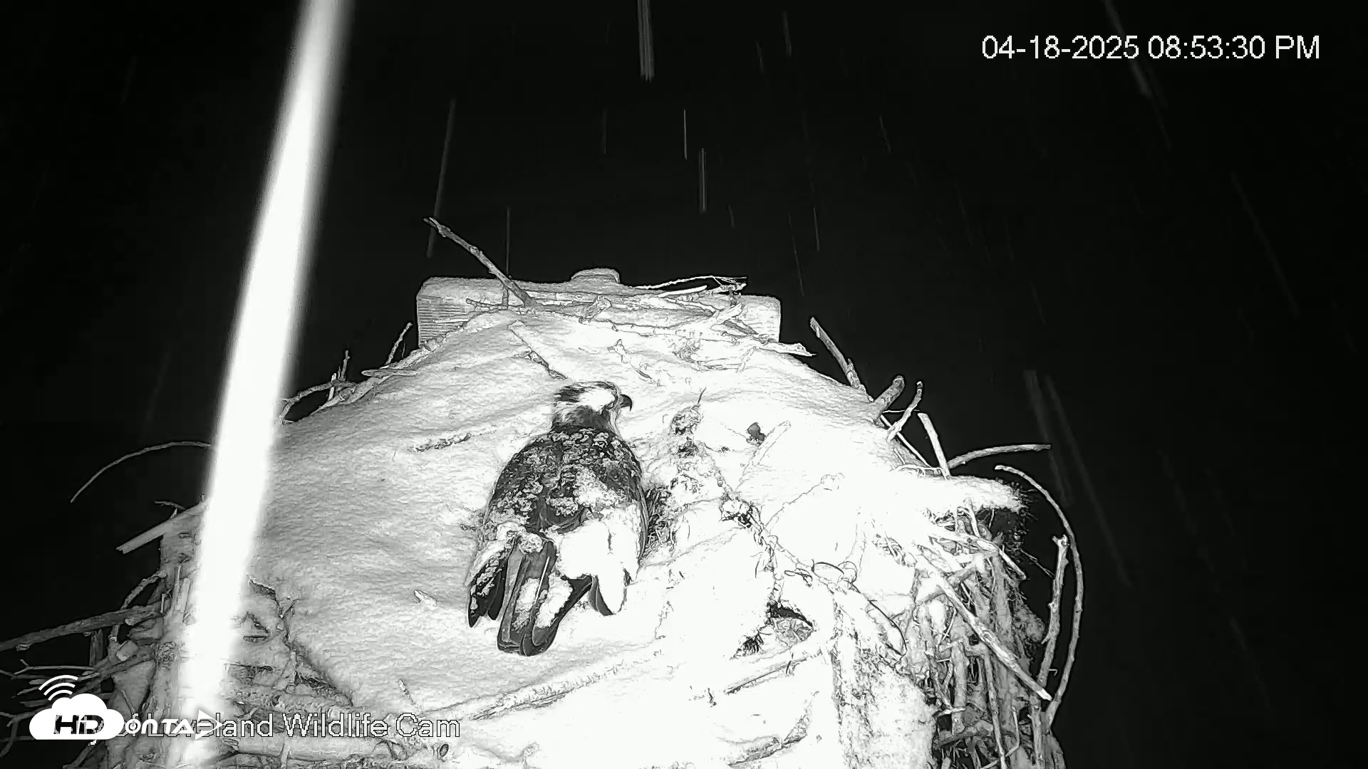 Snapshot of City of Loveland Ospreys Live Cam taken Apr 18, 2025, 8:54pm MDT