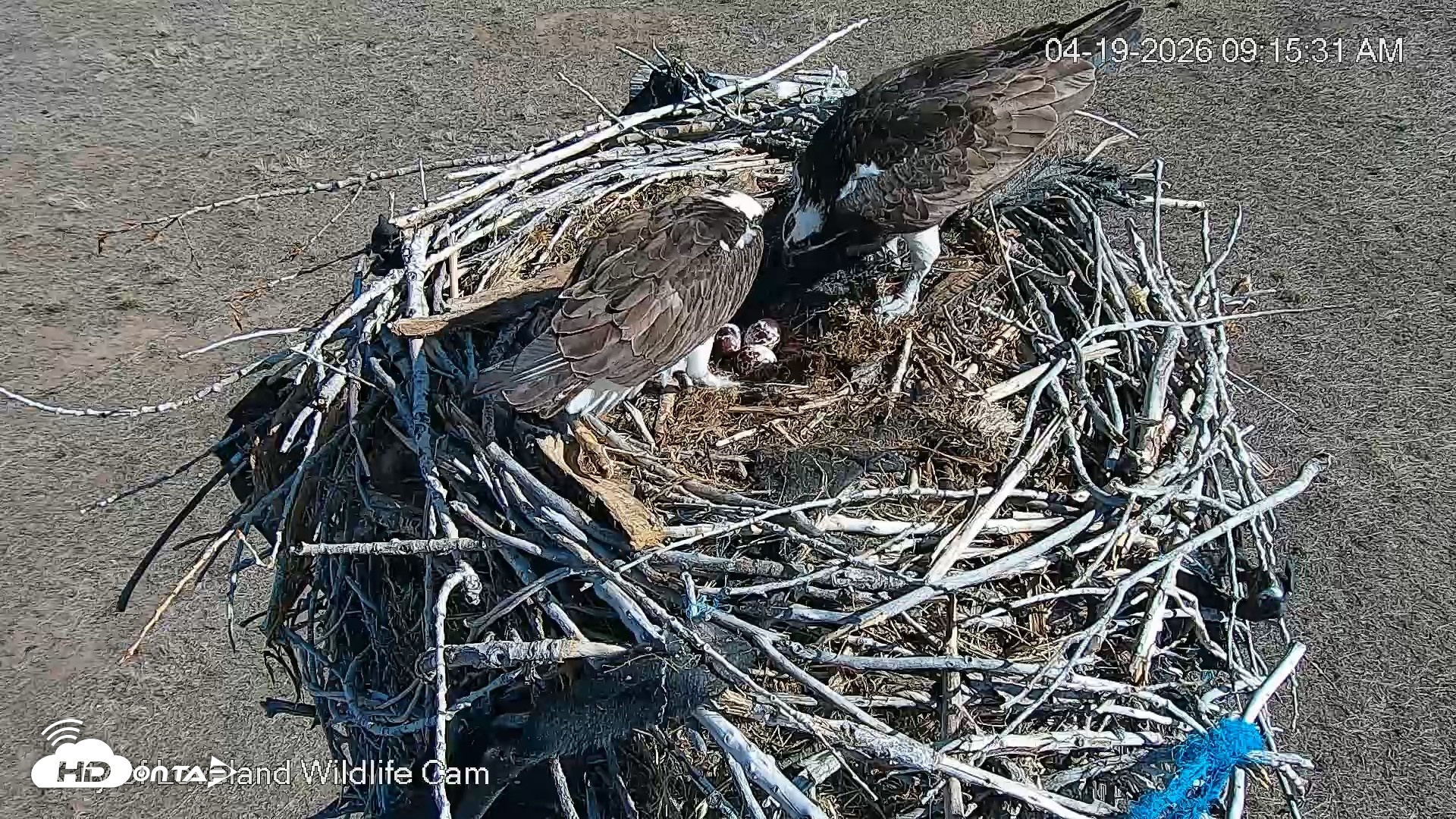 Snapshot of City of Loveland Ospreys Live Cam taken Apr 19, 2026, 9:16am MDT