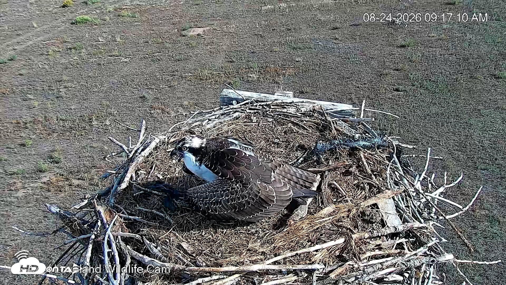 Snapshot of City of Loveland Ospreys Live Cam taken Aug 24, 2026, 9:18am MDT