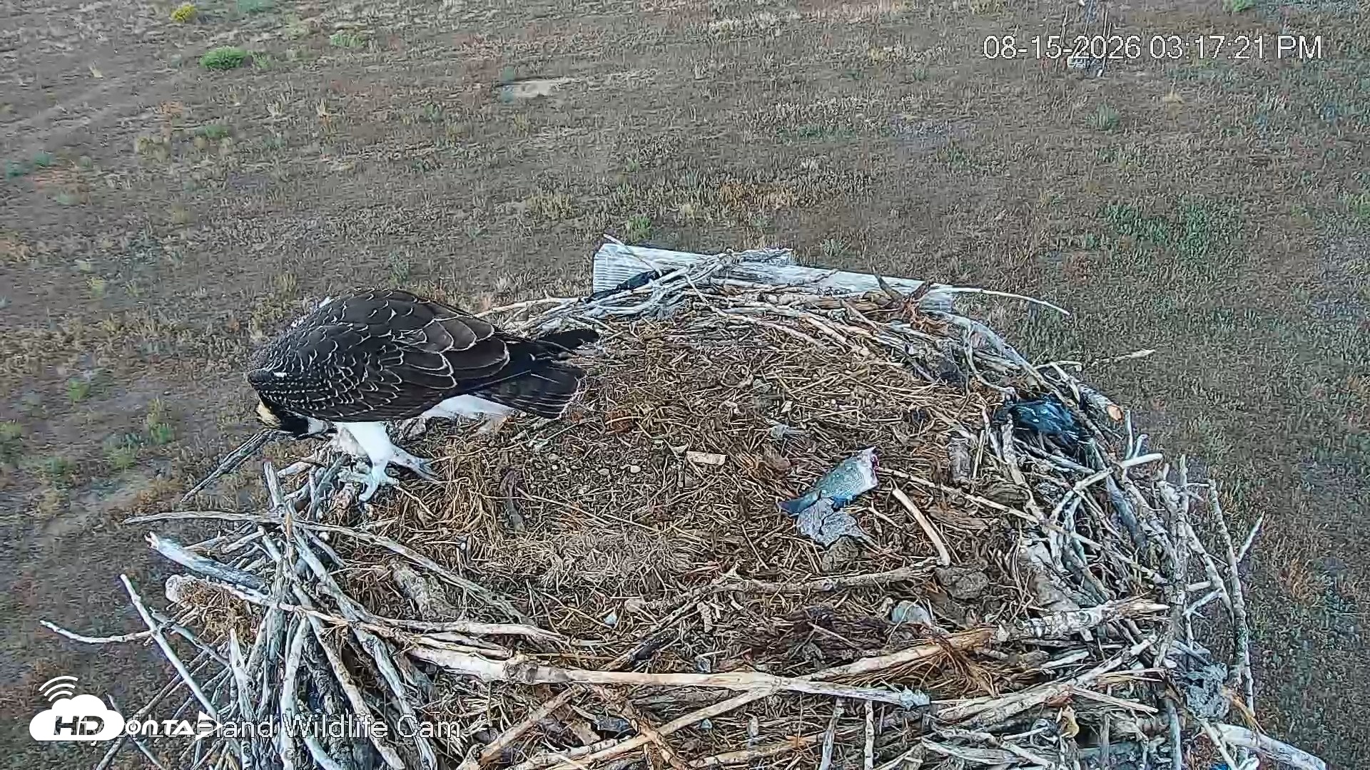 Snapshot of City of Loveland Ospreys Live Cam taken Aug 15, 2026, 3:18pm MDT