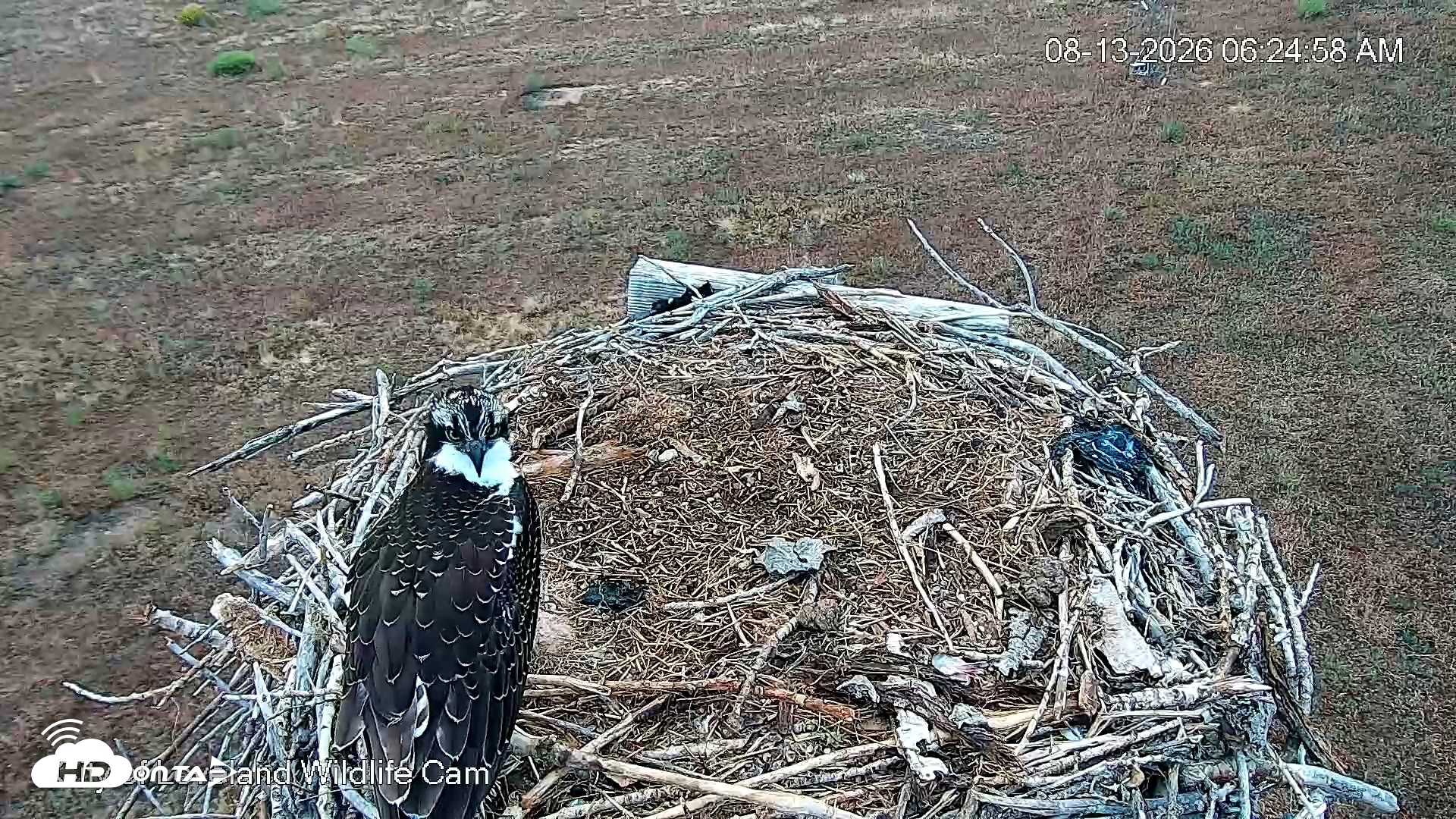 Snapshot of City of Loveland Ospreys Live Cam taken Aug 13, 2026, 6:26am MDT