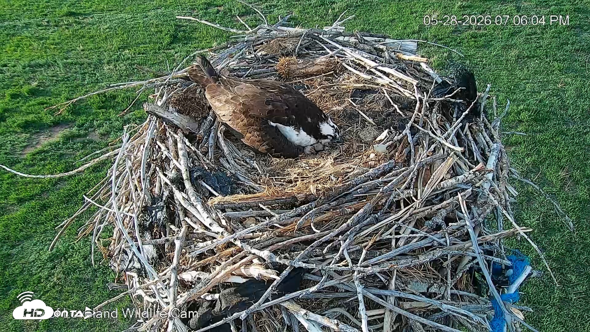 Snapshot of City of Loveland Ospreys Live Cam taken May 28, 2026, 7:06pm MDT