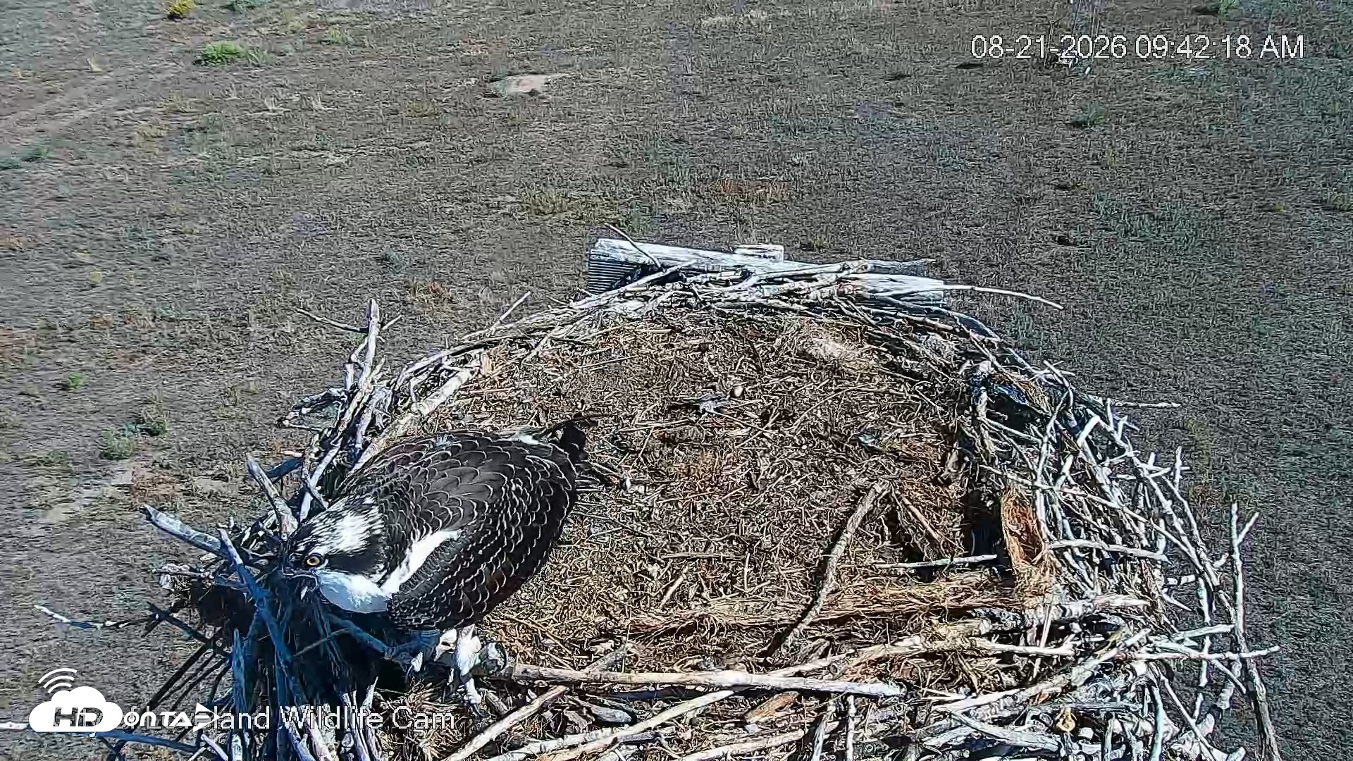 Snapshot of City of Loveland Ospreys Live Cam taken Aug 21, 2026, 9:43am MDT