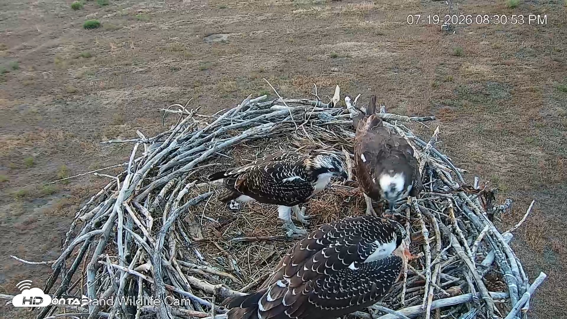 Snapshot of City of Loveland Ospreys Live Cam taken Jul 19, 2026, 8:31pm MDT