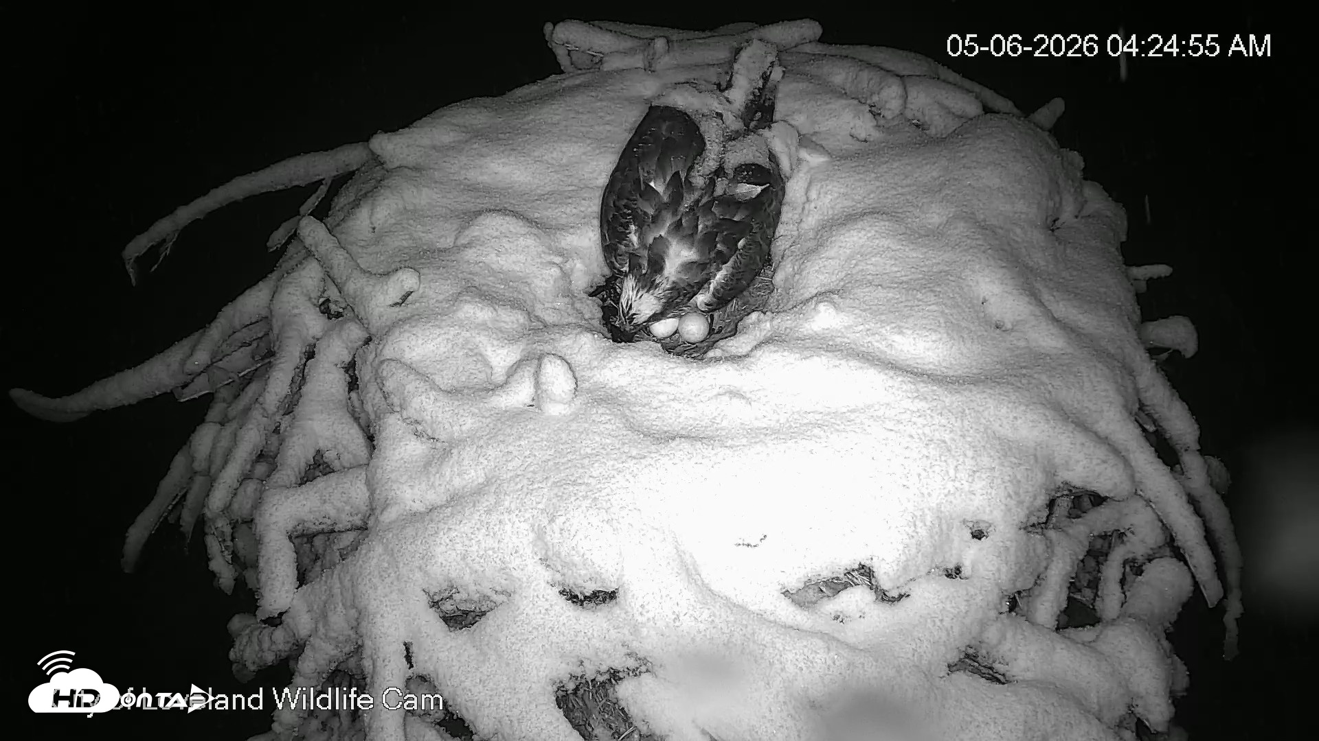 Snapshot of City of Loveland Ospreys Live Cam taken May 6, 2026, 4:25am MDT