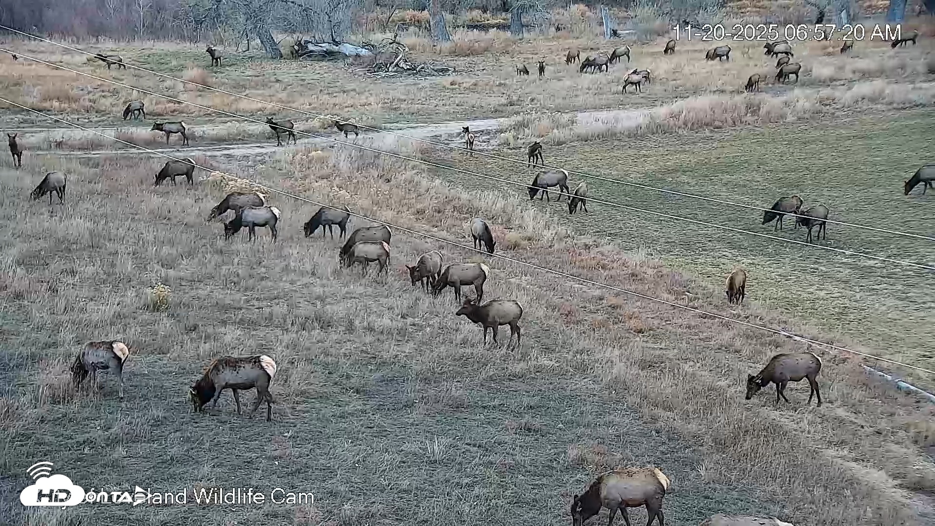Snapshot of City of Loveland Ospreys Live Cam taken Nov 20, 2025, 6:58am MST