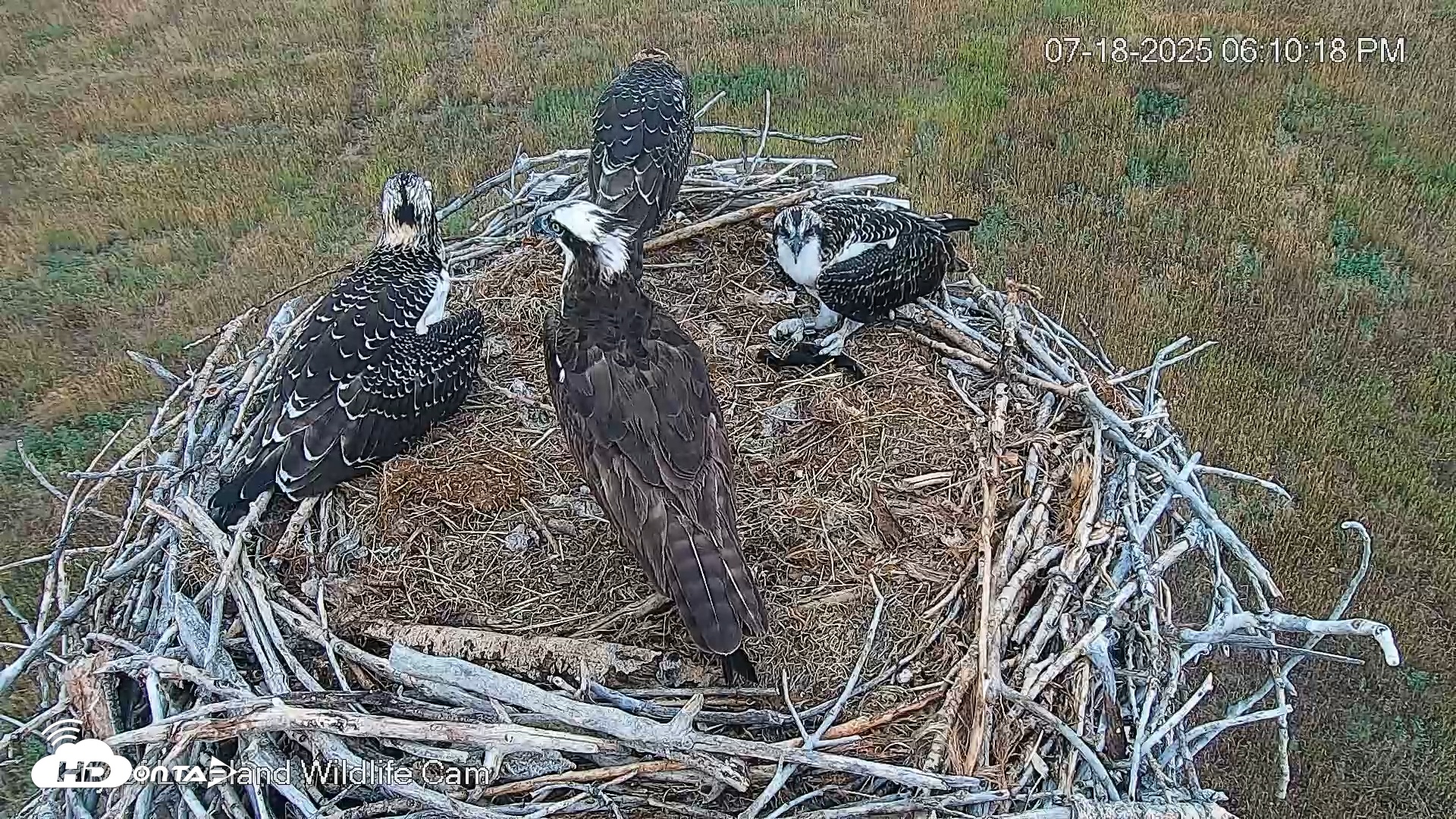 Snapshot of City of Loveland Ospreys Live Cam taken Jul 18, 2025, 6:10pm MDT