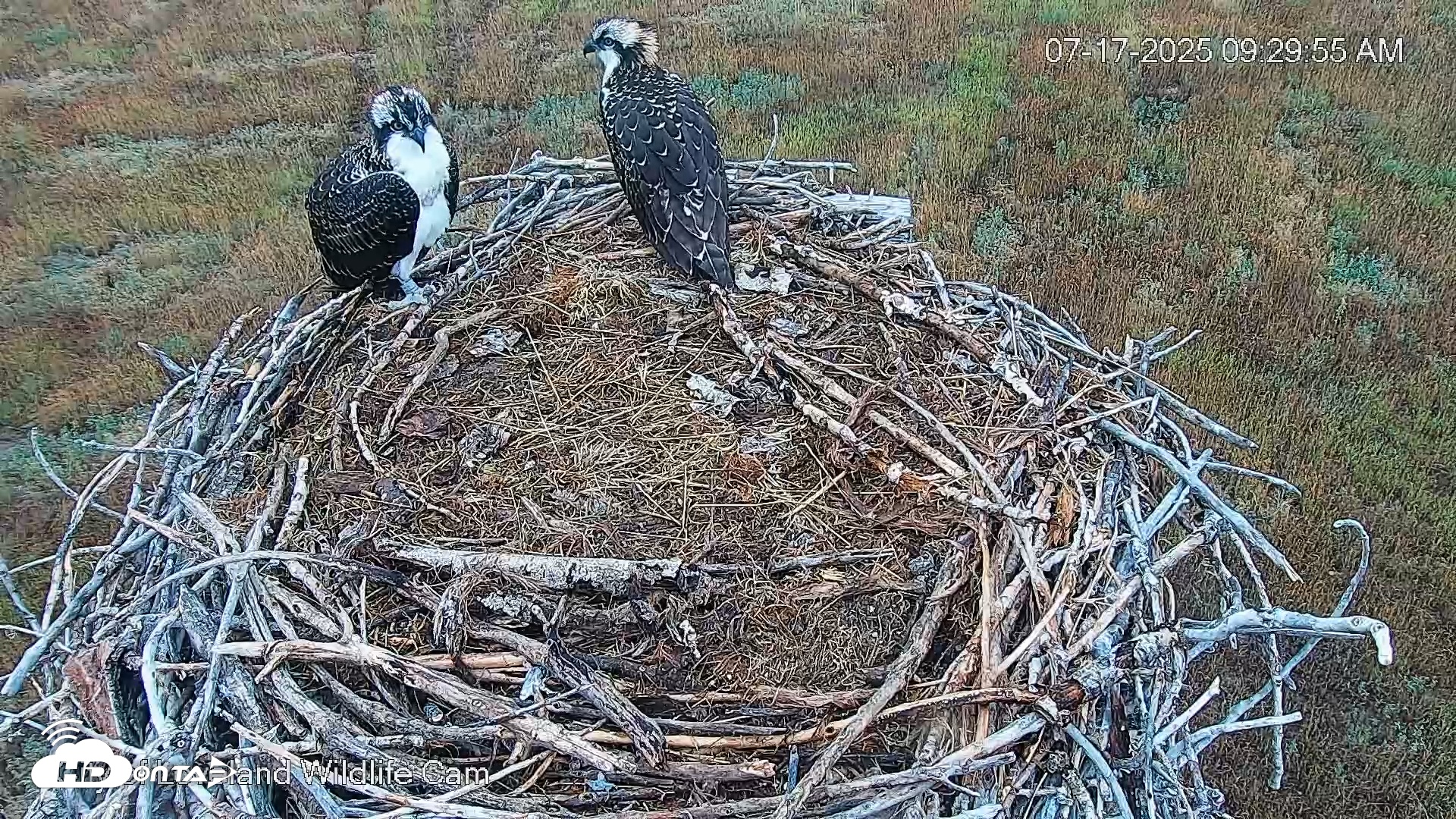 Snapshot of City of Loveland Ospreys Live Cam taken Jul 17, 2025, 9:30am MDT