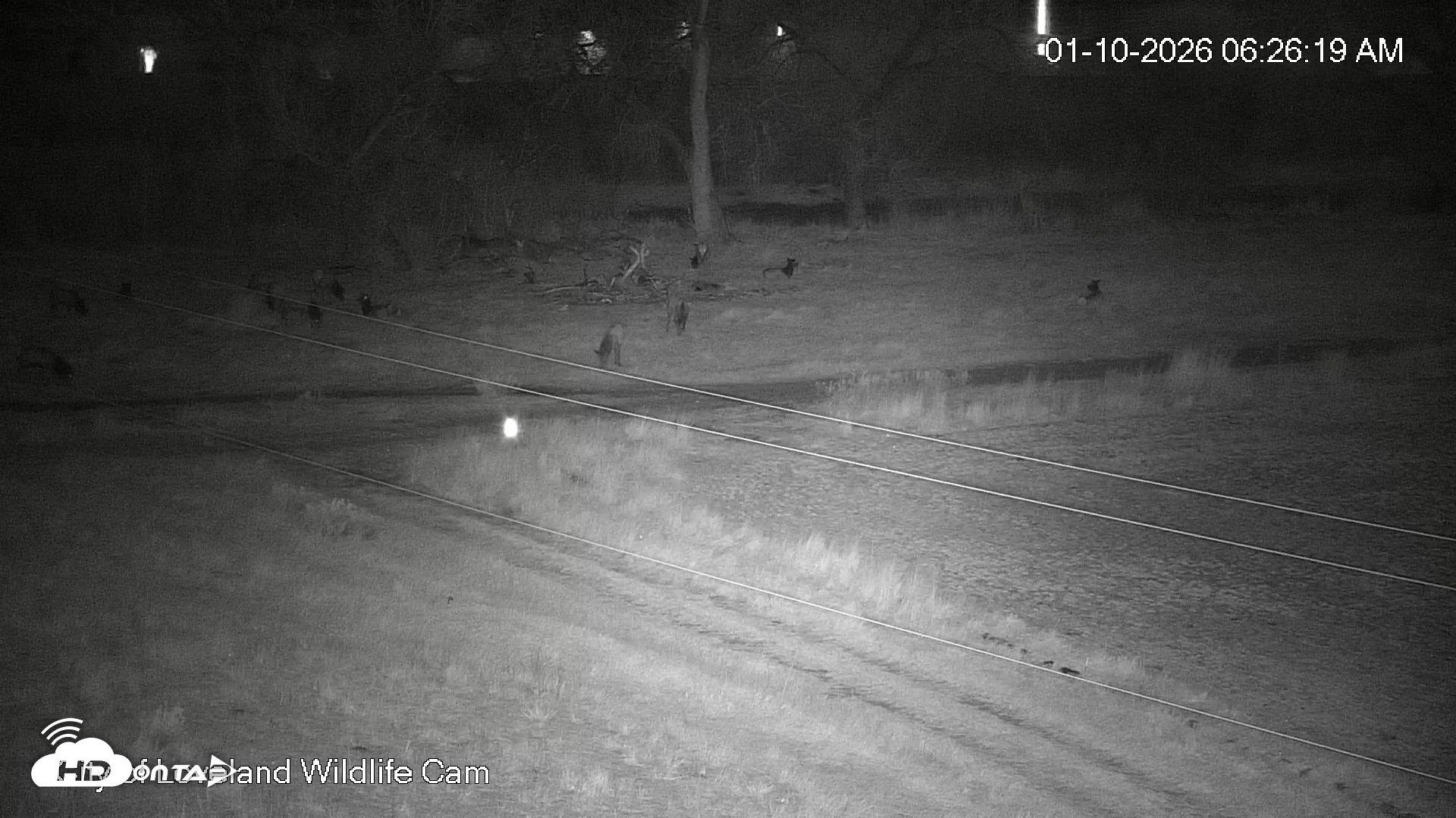 Snapshot of City of Loveland Ospreys Live Cam taken Jan 10, 2026, 6:26am MST