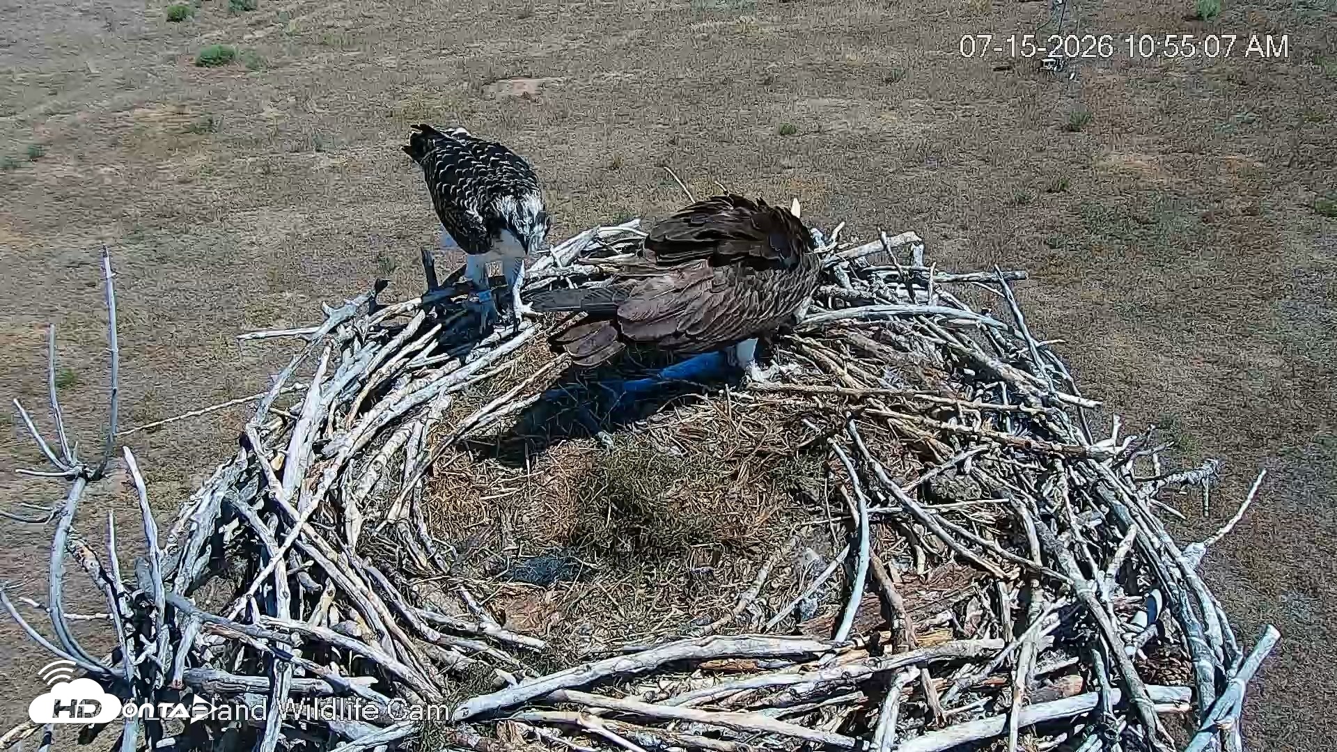 Snapshot of City of Loveland Ospreys Live Cam taken Jul 15, 2026, 10:55am MDT