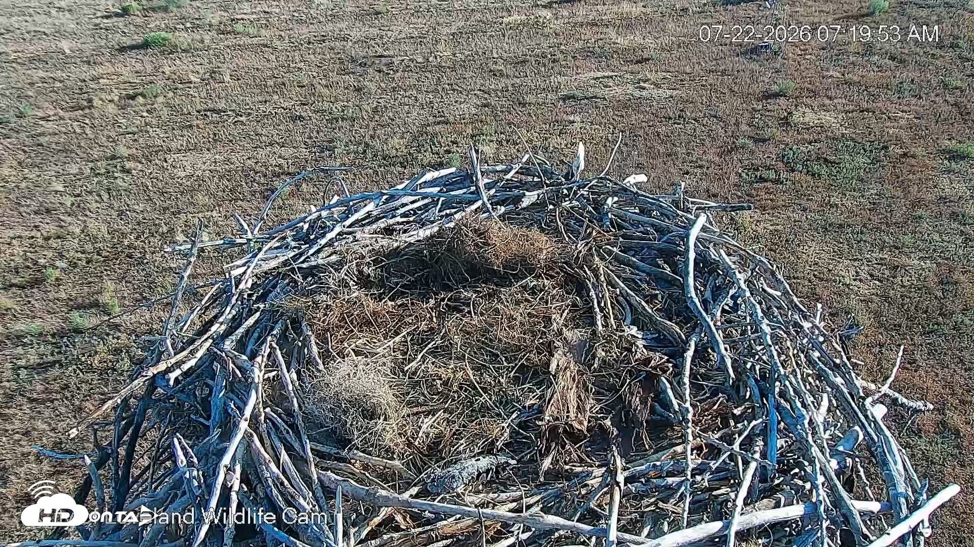 Snapshot of City of Loveland Ospreys Live Cam taken Jul 22, 2026, 7:20am MDT