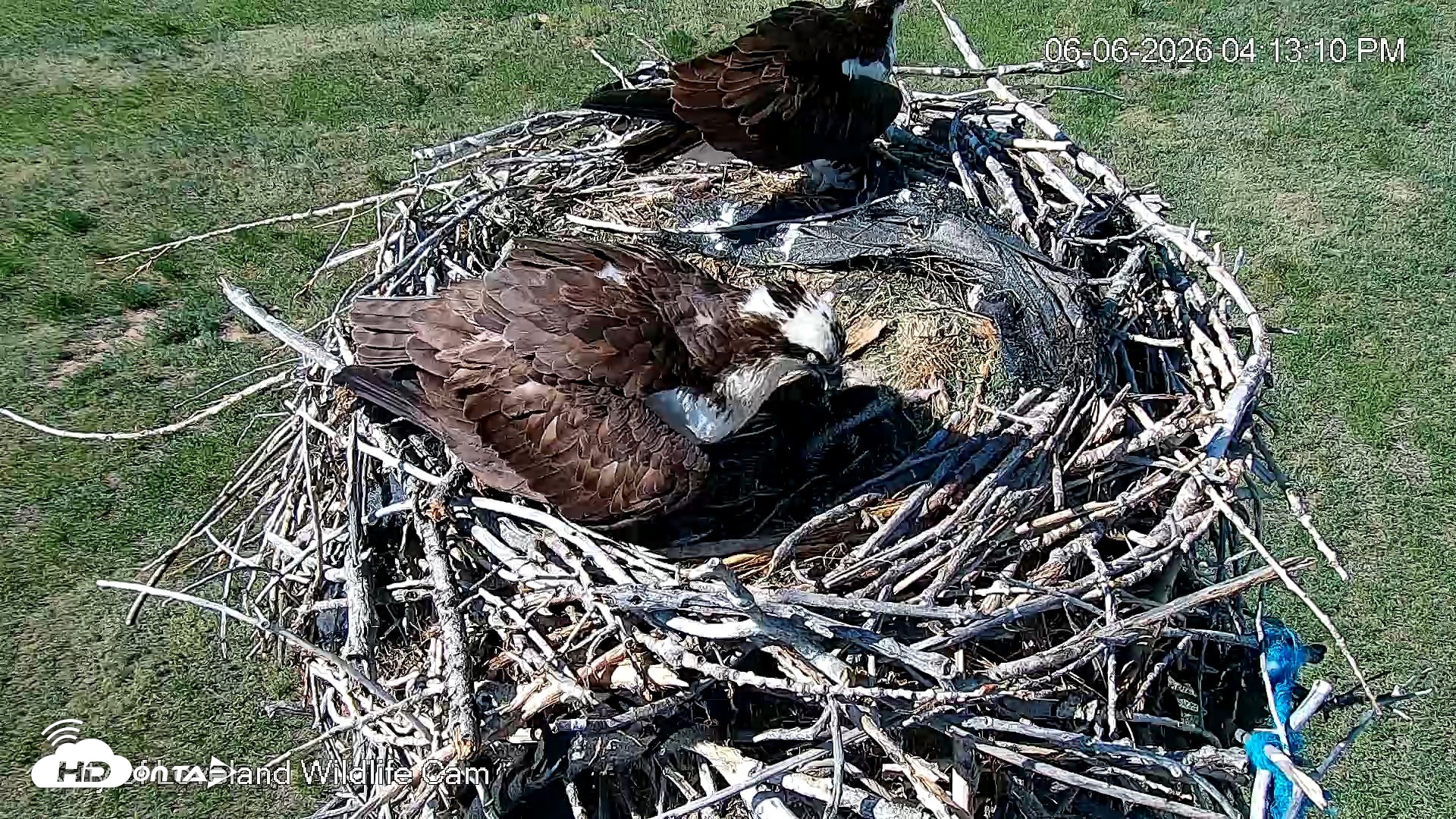 Snapshot of City of Loveland Ospreys Live Cam taken Jun 6, 2026, 4:15pm MDT