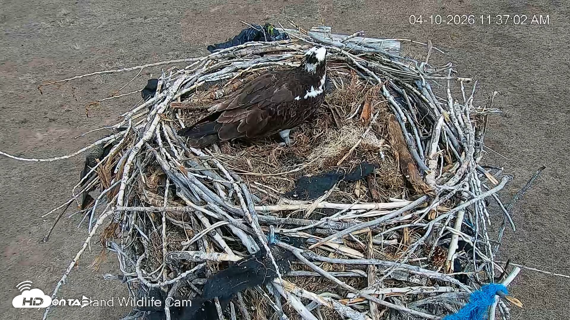 Snapshot of City of Loveland Ospreys Live Cam taken Apr 10, 2026, 11:37am MDT