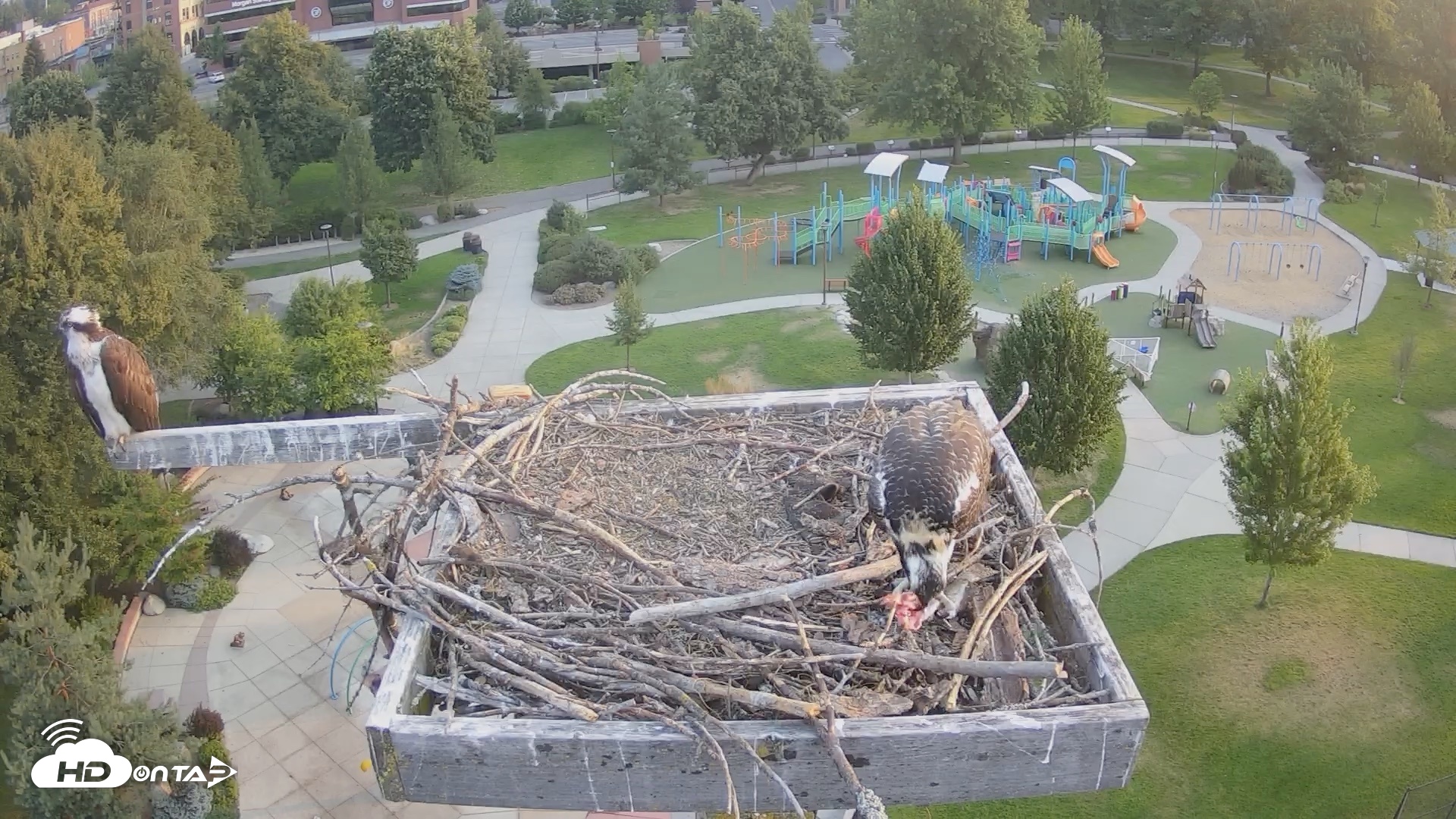 Snapshot of Coeur d'Alene Idaho Osprey Nest Live Cam taken Aug 2, 2026, 6:30am PDT