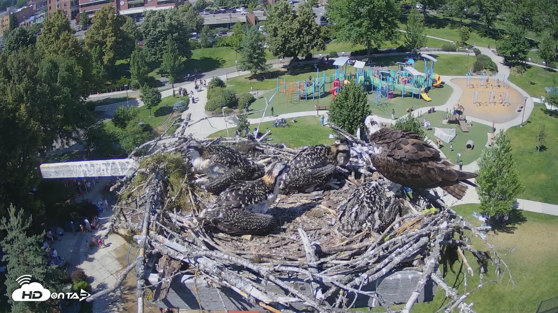 Snapshot of Coeur d'Alene South - Osprey Nest taken Jul 6, 2025, 3:05pm PDT