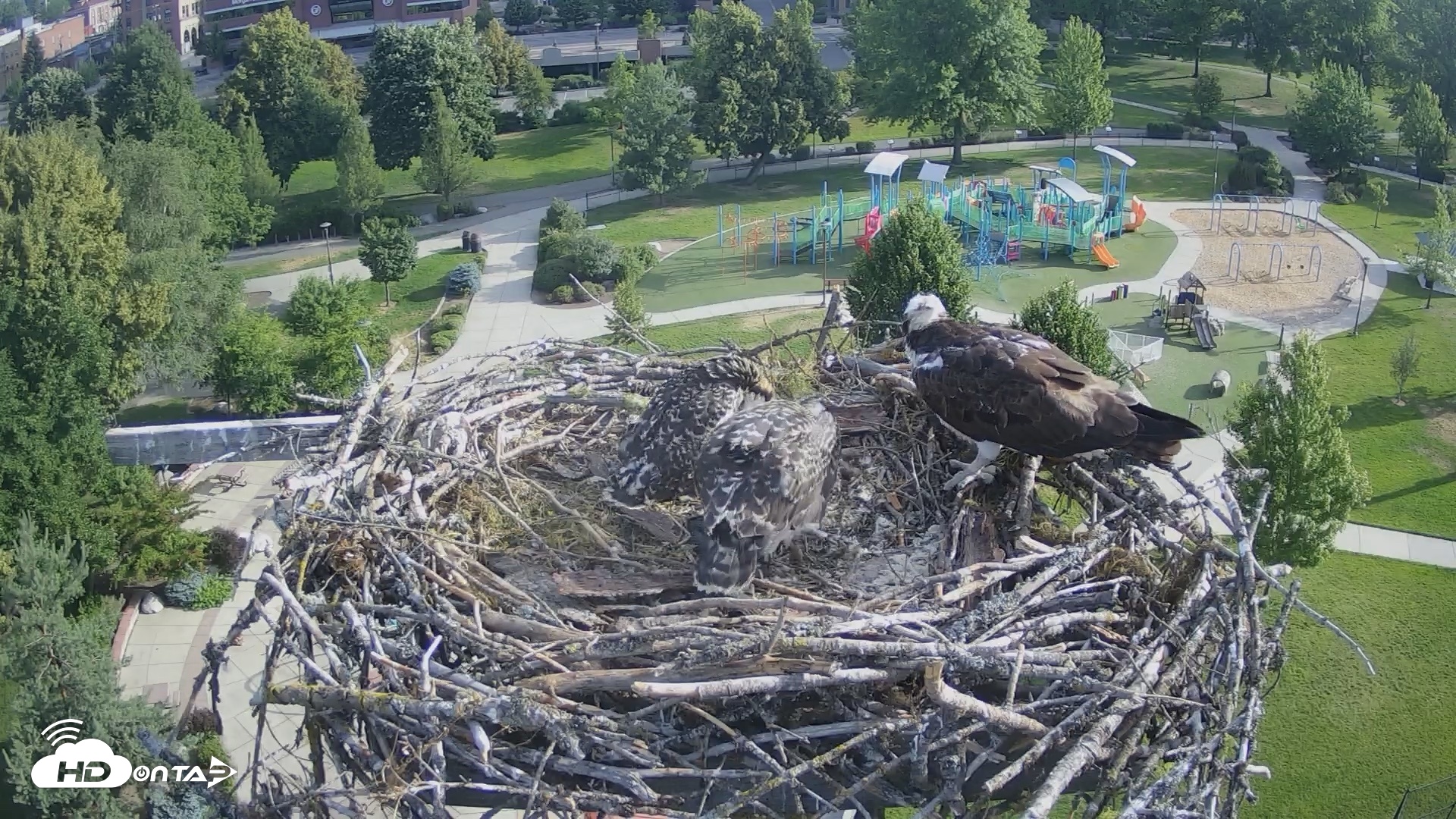Snapshot of Coeur d'Alene Idaho Osprey Nest Live Cam taken Jul 5, 2026, 7:36am PDT