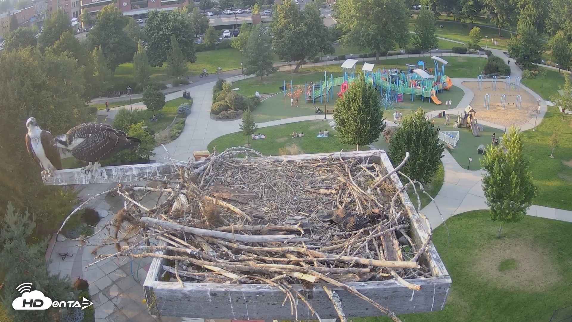 Snapshot of Coeur d'Alene Idaho Osprey Nest Live Cam taken Jul 29, 2026, 7:19pm PDT