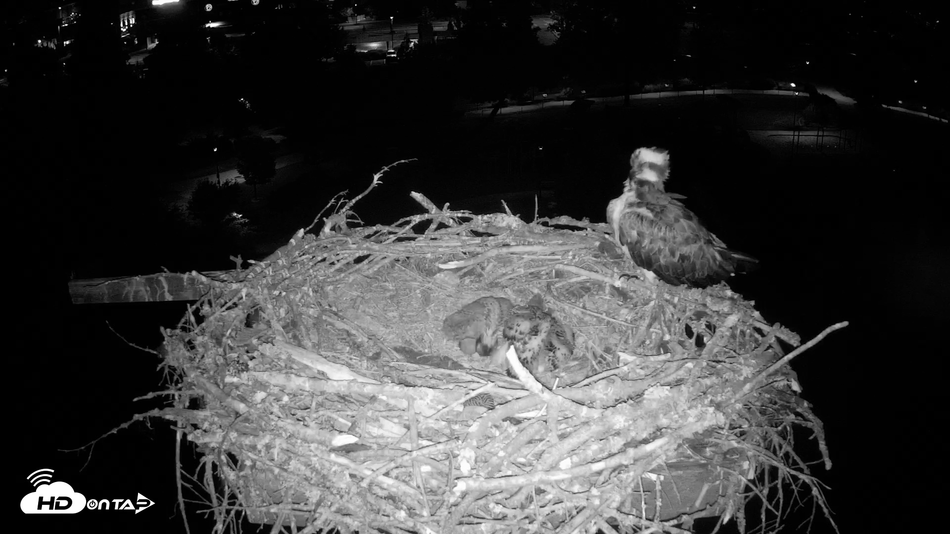Snapshot of Coeur d'Alene Idaho Osprey Nest Live Cam taken Jun 23, 2026, 3:46am PDT