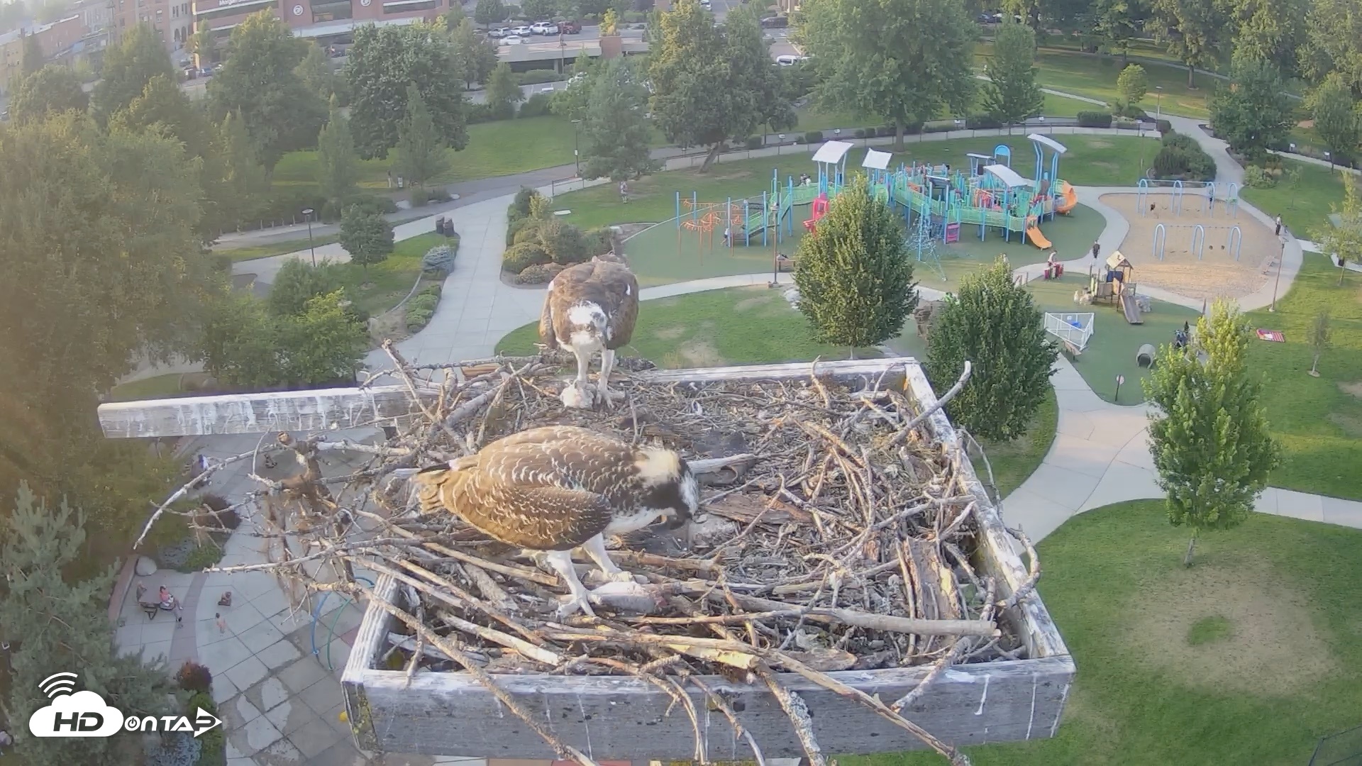 Snapshot of Coeur d'Alene Idaho Osprey Nest Live Cam taken Jul 30, 2026, 7:27pm PDT