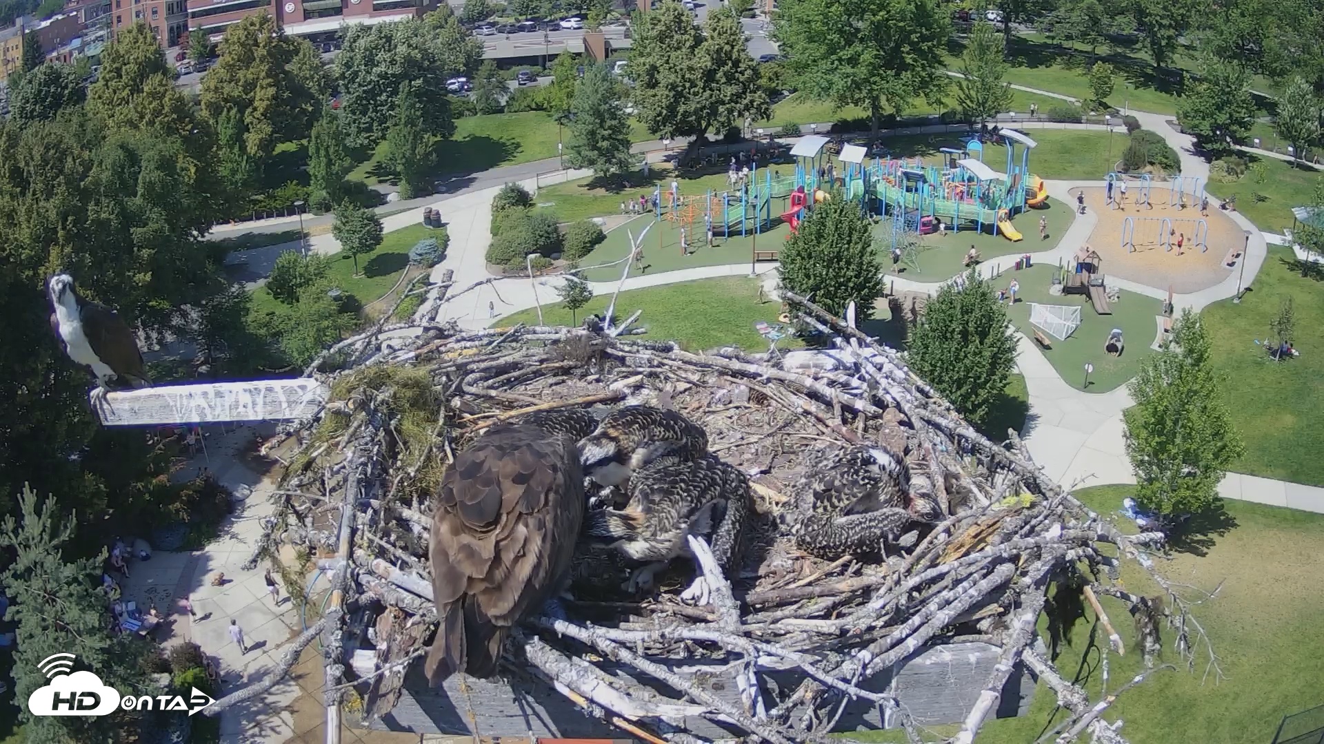 Snapshot of Coeur d'Alene South - Osprey Nest taken Jul 6, 2025, 2:44pm PDT