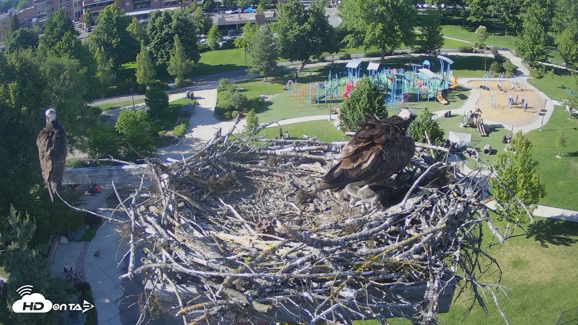 Snapshot of Coeur d'Alene Idaho Osprey Nest Live Cam taken Jun 13, 2026, 5:23pm PDT