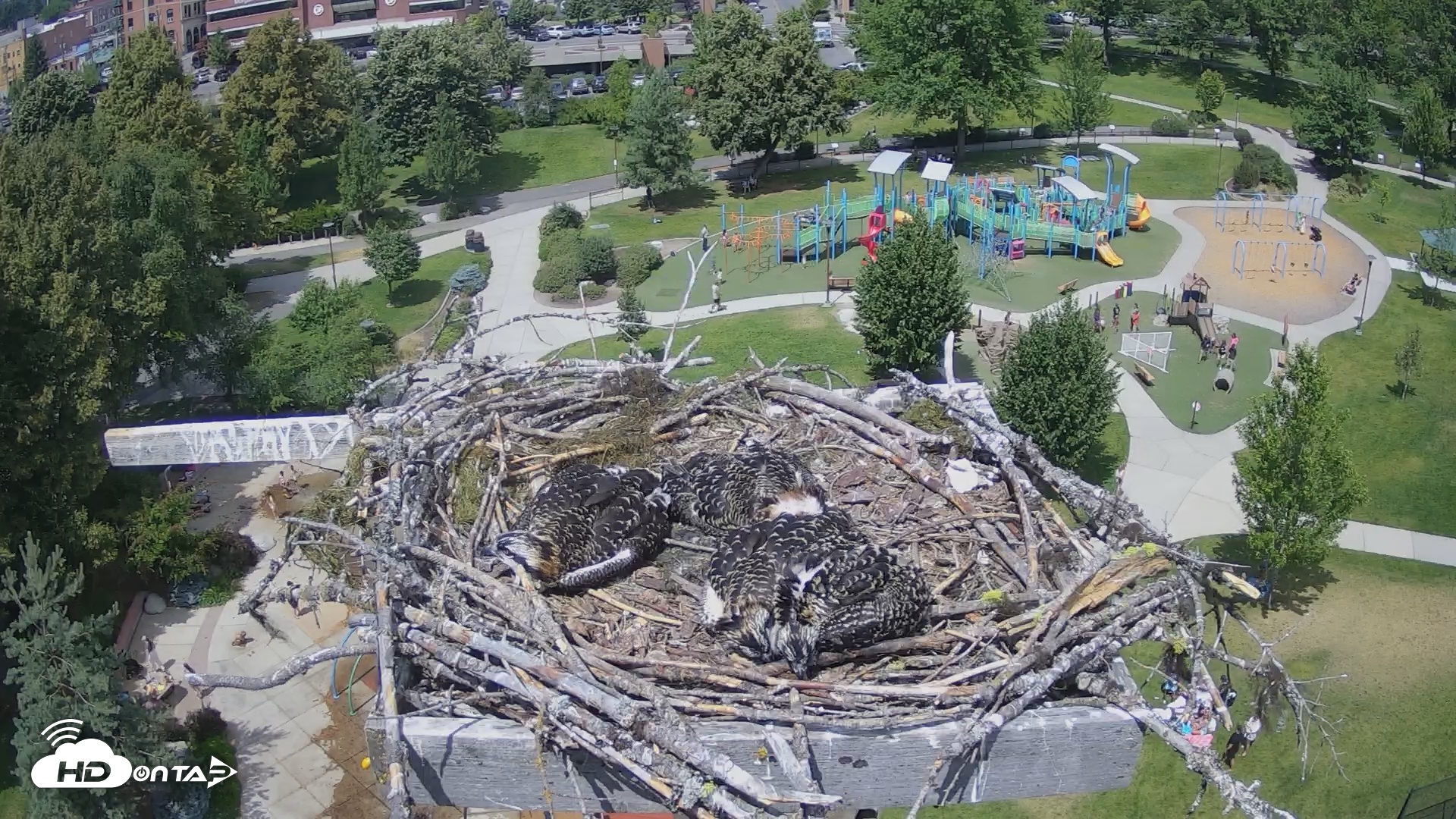 Snapshot of Coeur d'Alene South - Osprey Nest taken Jul 10, 2025, 2:00pm PDT
