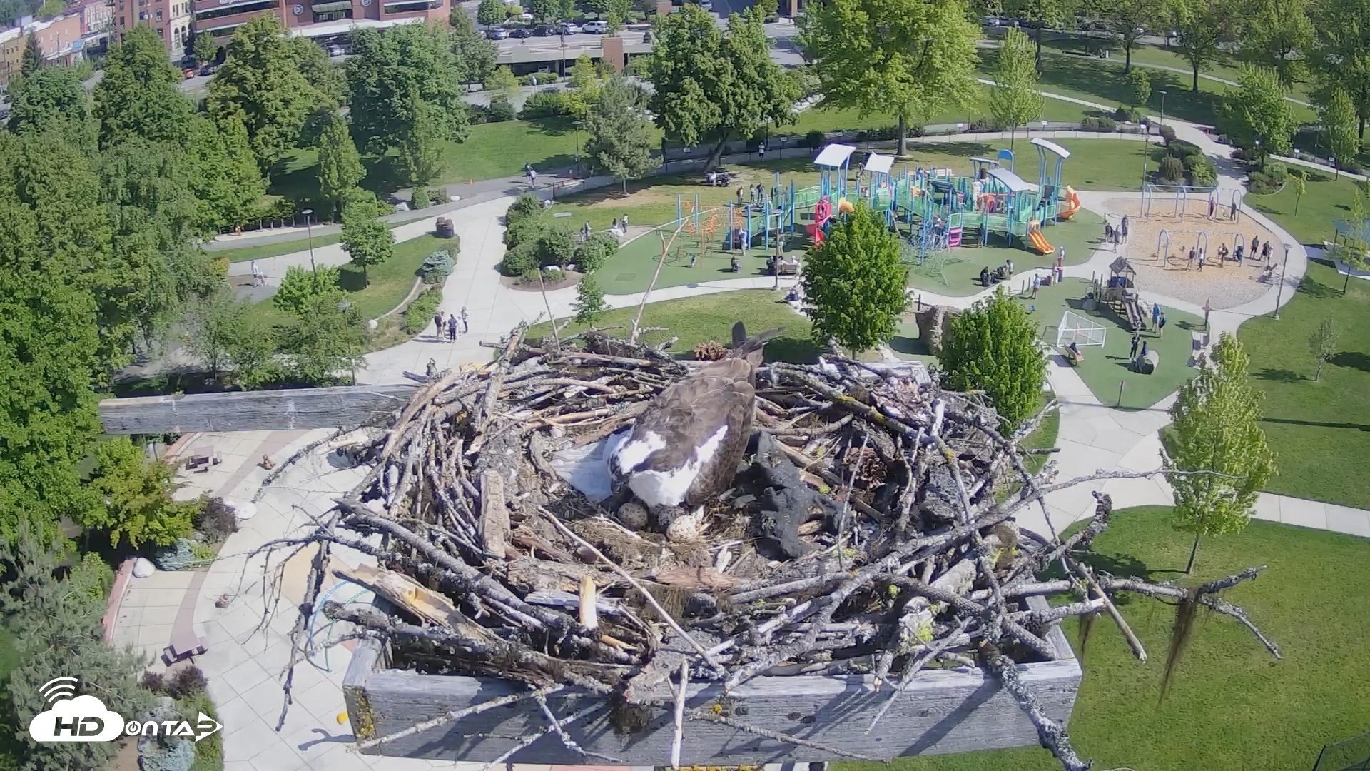Snapshot of Coeur d'Alene South - Osprey Nest taken May 24, 2025, 9:40am PDT
