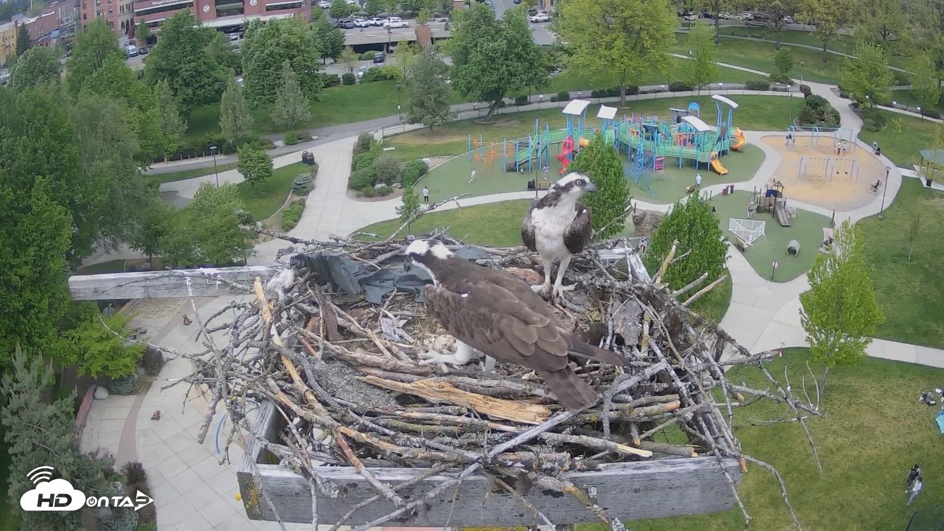 Snapshot of Coeur d'Alene Idaho Osprey Nest Live Cam taken May 8, 2026, 1:45pm PDT