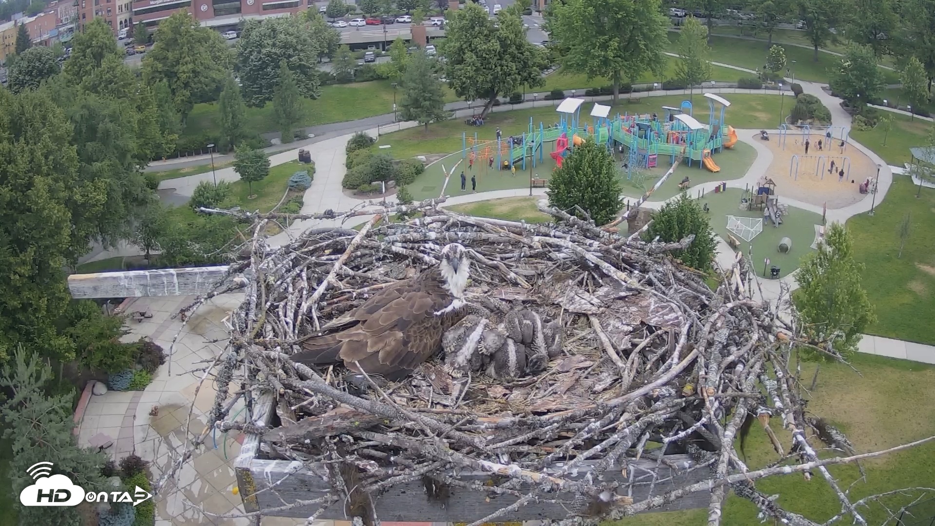 Snapshot of Coeur d'Alene South - Osprey Nest taken Jun 20, 2025, 2:49pm PDT