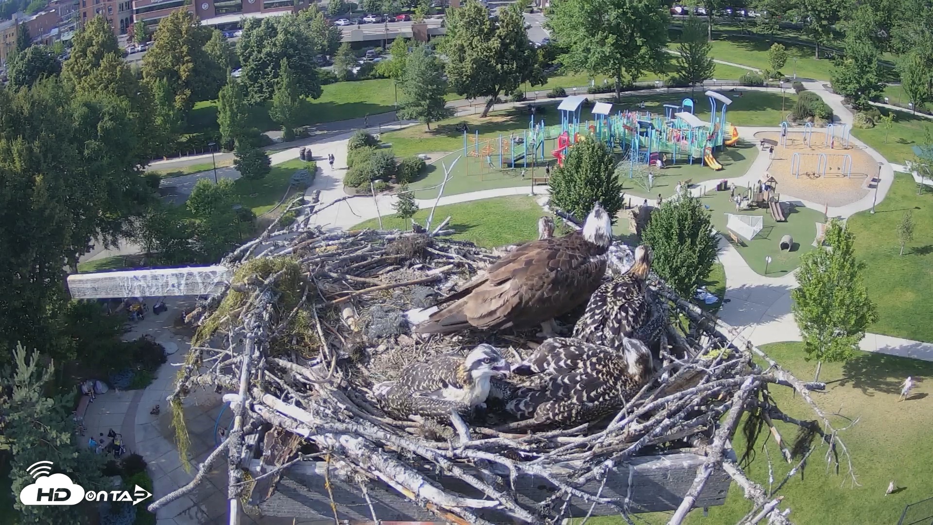 Snapshot of Coeur d'Alene South - Osprey Nest taken Jul 6, 2025, 5:02pm PDT