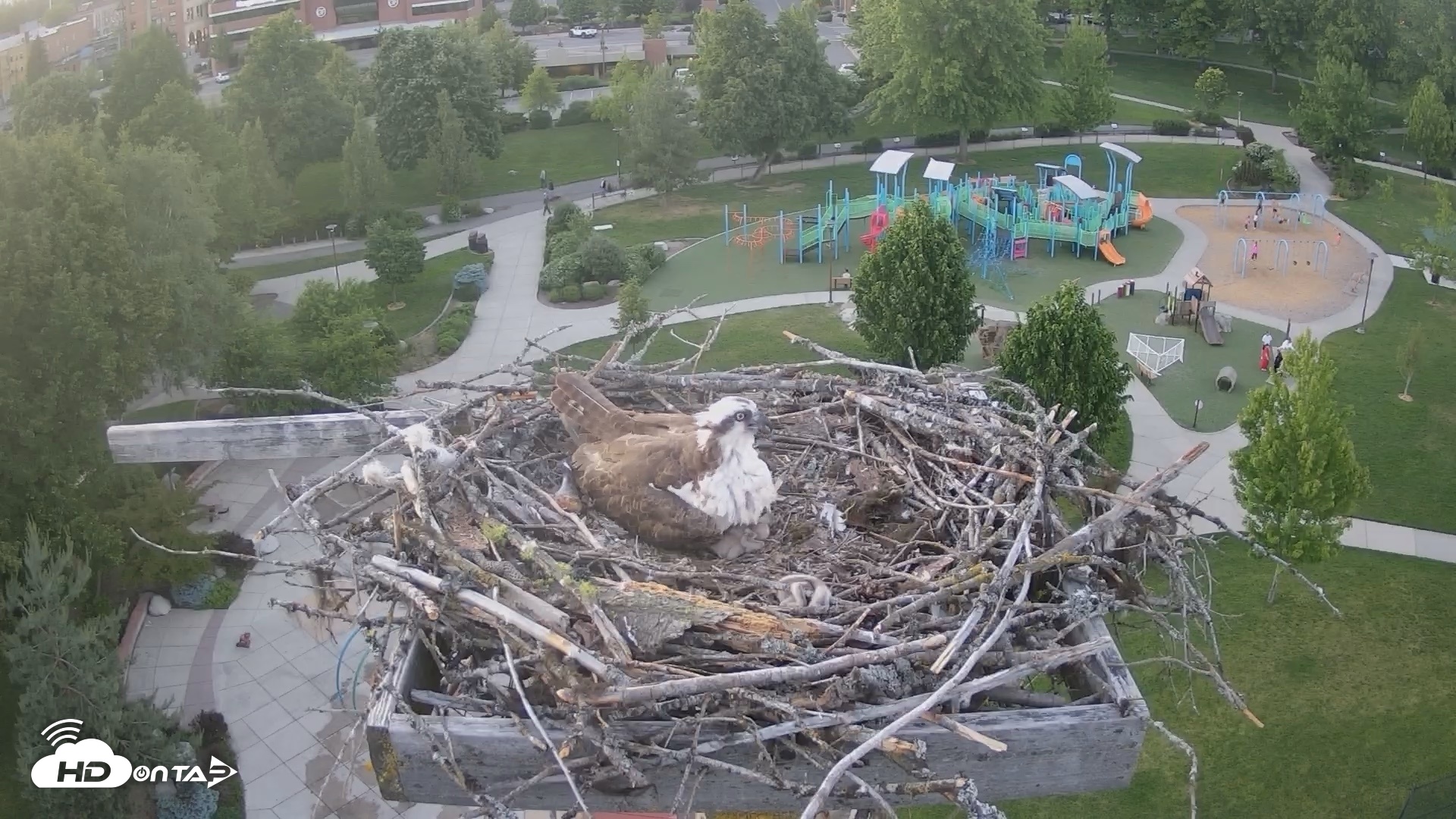 Snapshot of Coeur d'Alene Idaho Osprey Nest Live Cam taken Jun 2, 2026, 8:38pm PDT
