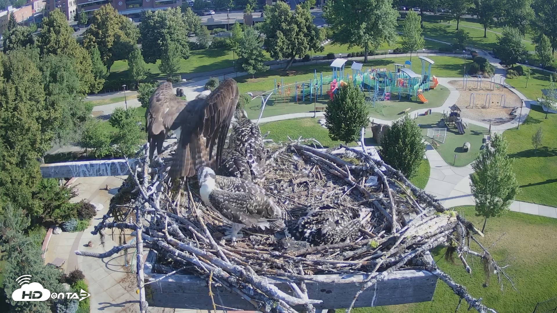 Snapshot of Coeur d'Alene South - Osprey Nest taken Jul 11, 2025, 8:11am PDT