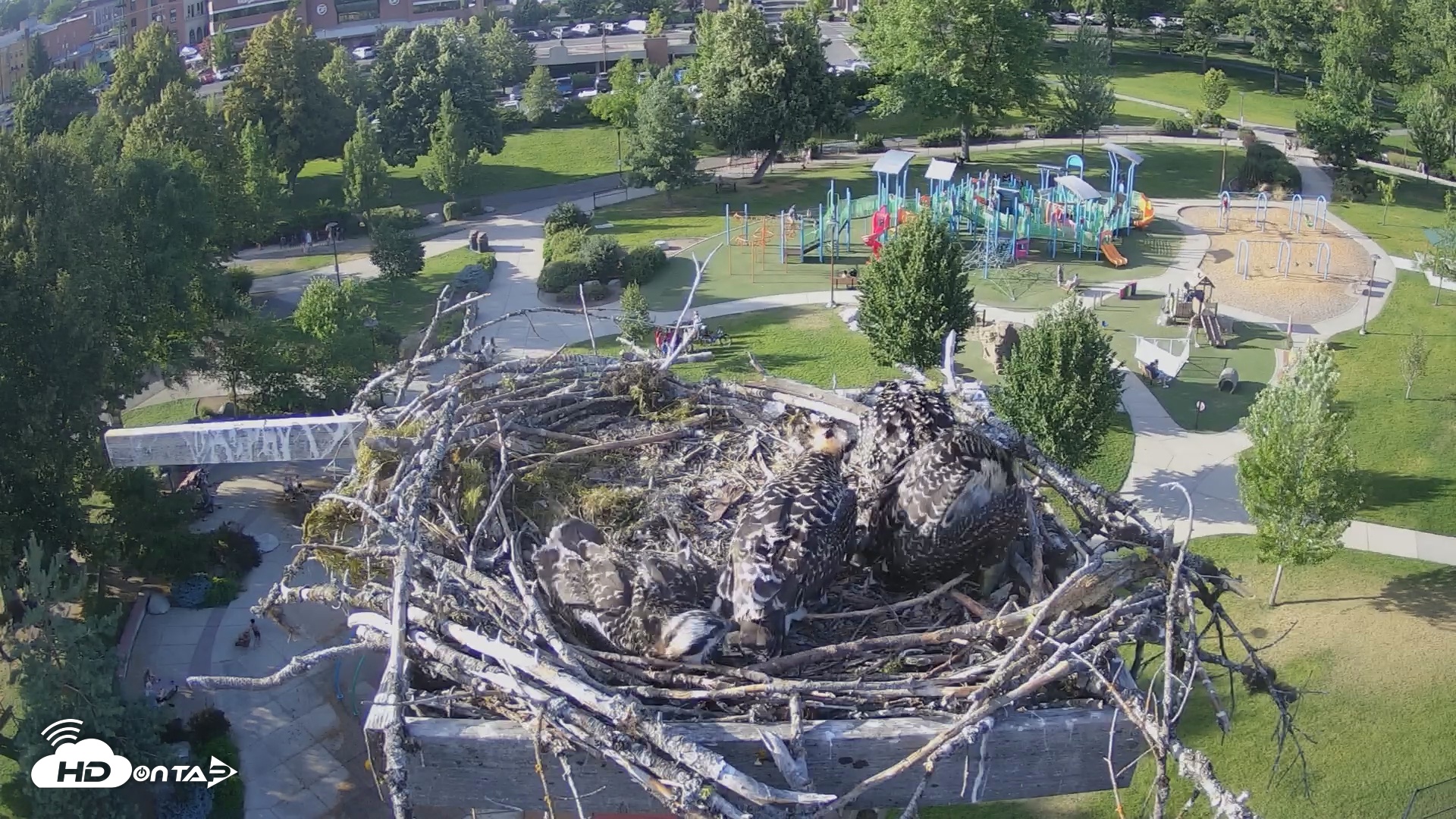 Snapshot of Coeur d'Alene South - Osprey Nest taken Jul 9, 2025, 6:25pm PDT