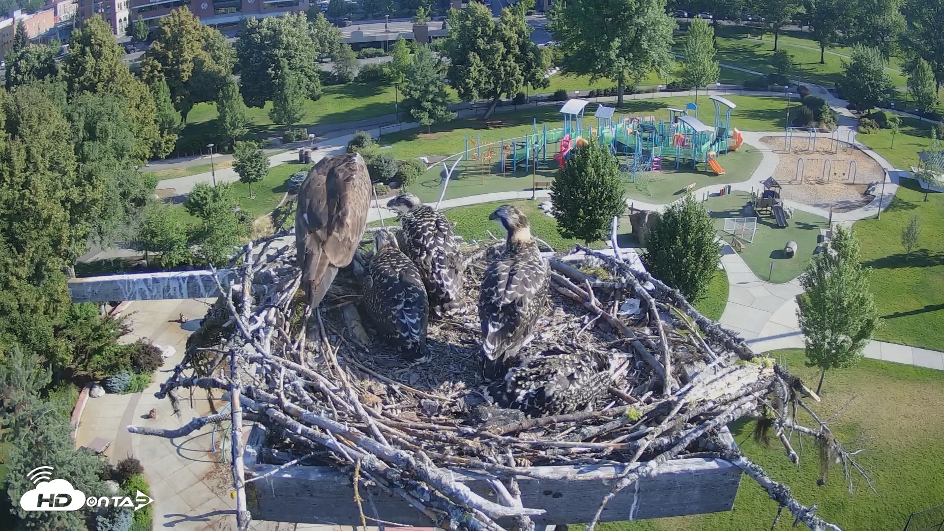 Snapshot of Coeur d'Alene South - Osprey Nest taken Jul 11, 2025, 8:05am PDT