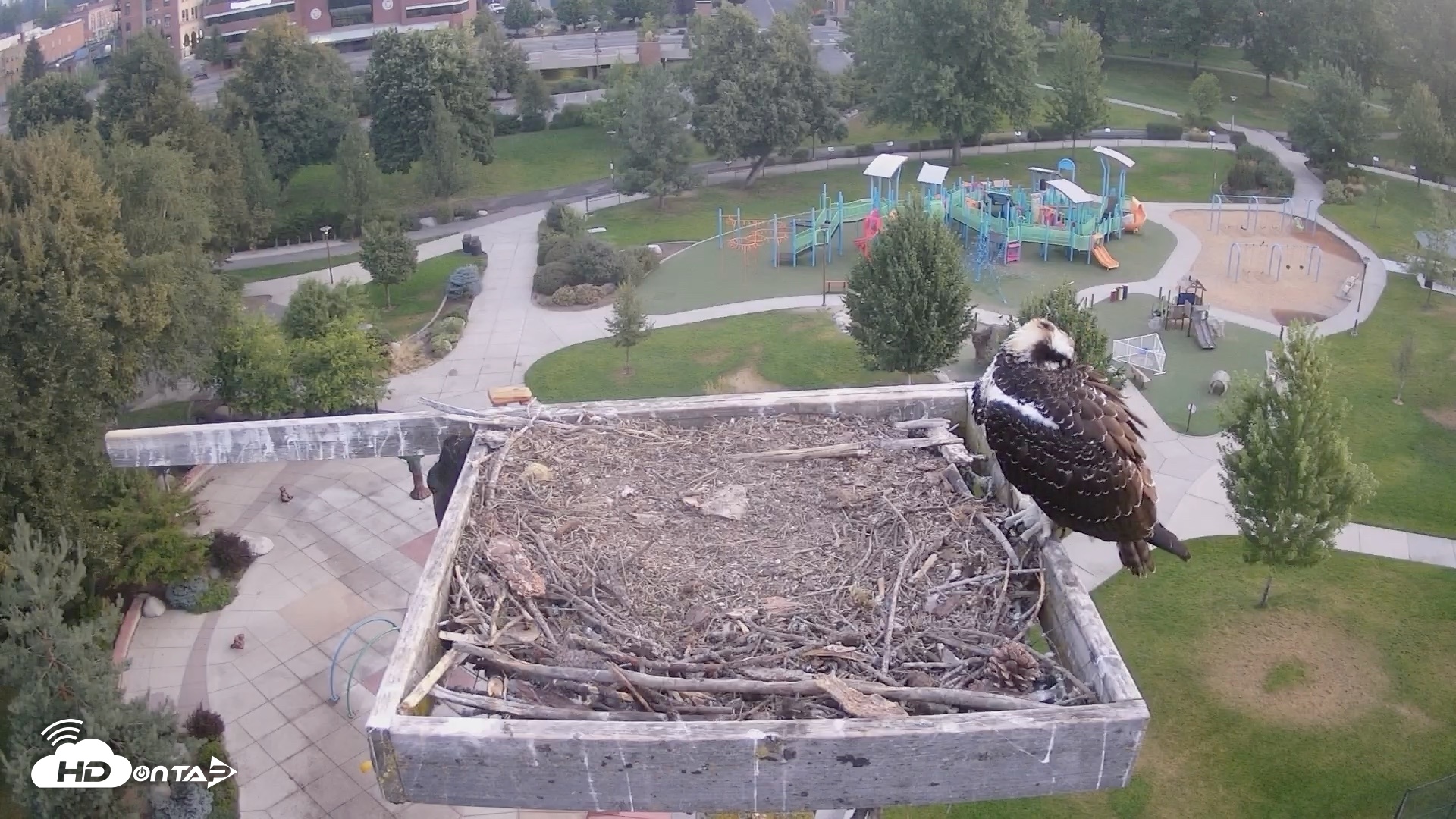 Snapshot of Coeur d'Alene Idaho Osprey Nest Live Cam taken Aug 21, 2026, 5:44am PDT