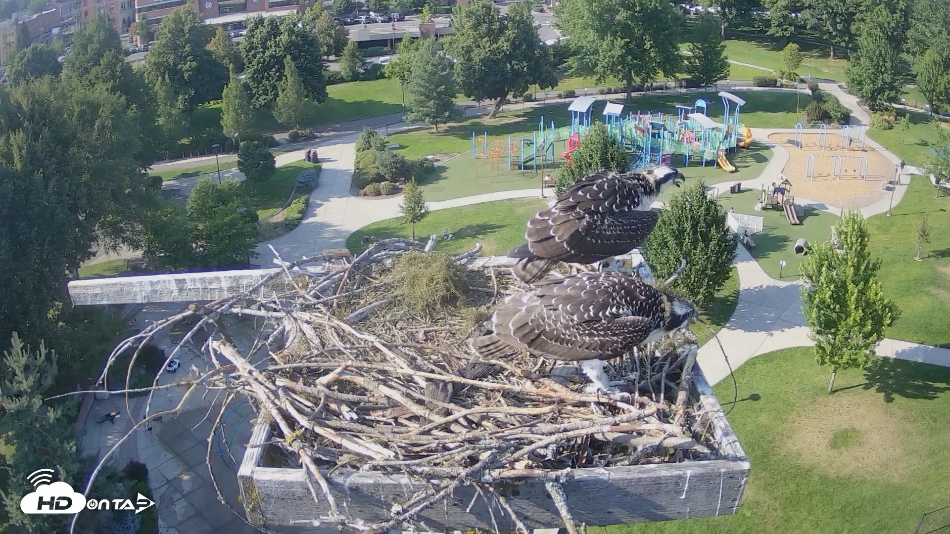Snapshot of Coeur d'Alene Idaho Osprey Nest Live Cam taken Jul 24, 2026, 5:19pm PDT