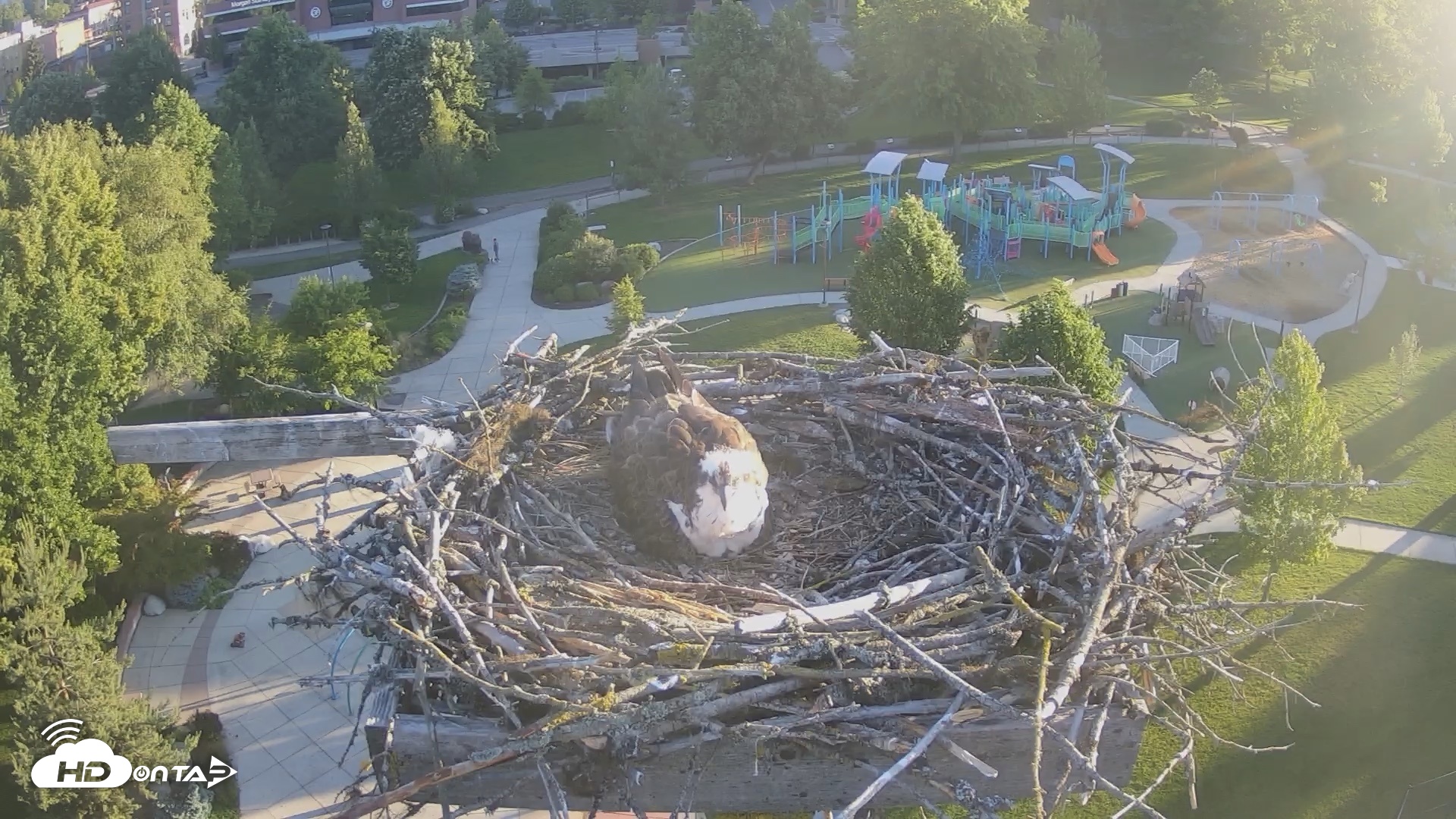 Snapshot of Coeur d'Alene Idaho Osprey Nest Live Cam taken Jun 11, 2026, 6:00am PDT