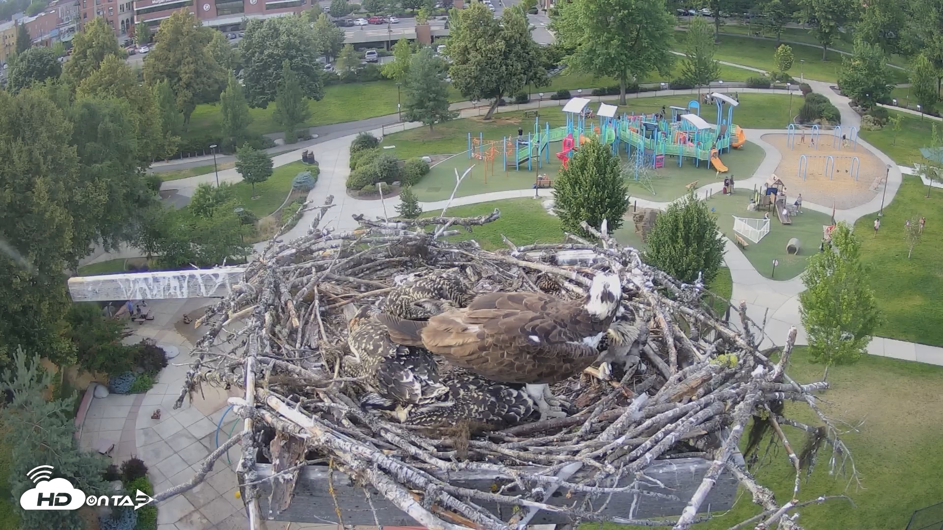 Snapshot of Coeur d'Alene South - Osprey Nest taken Jul 5, 2025, 7:10pm PDT