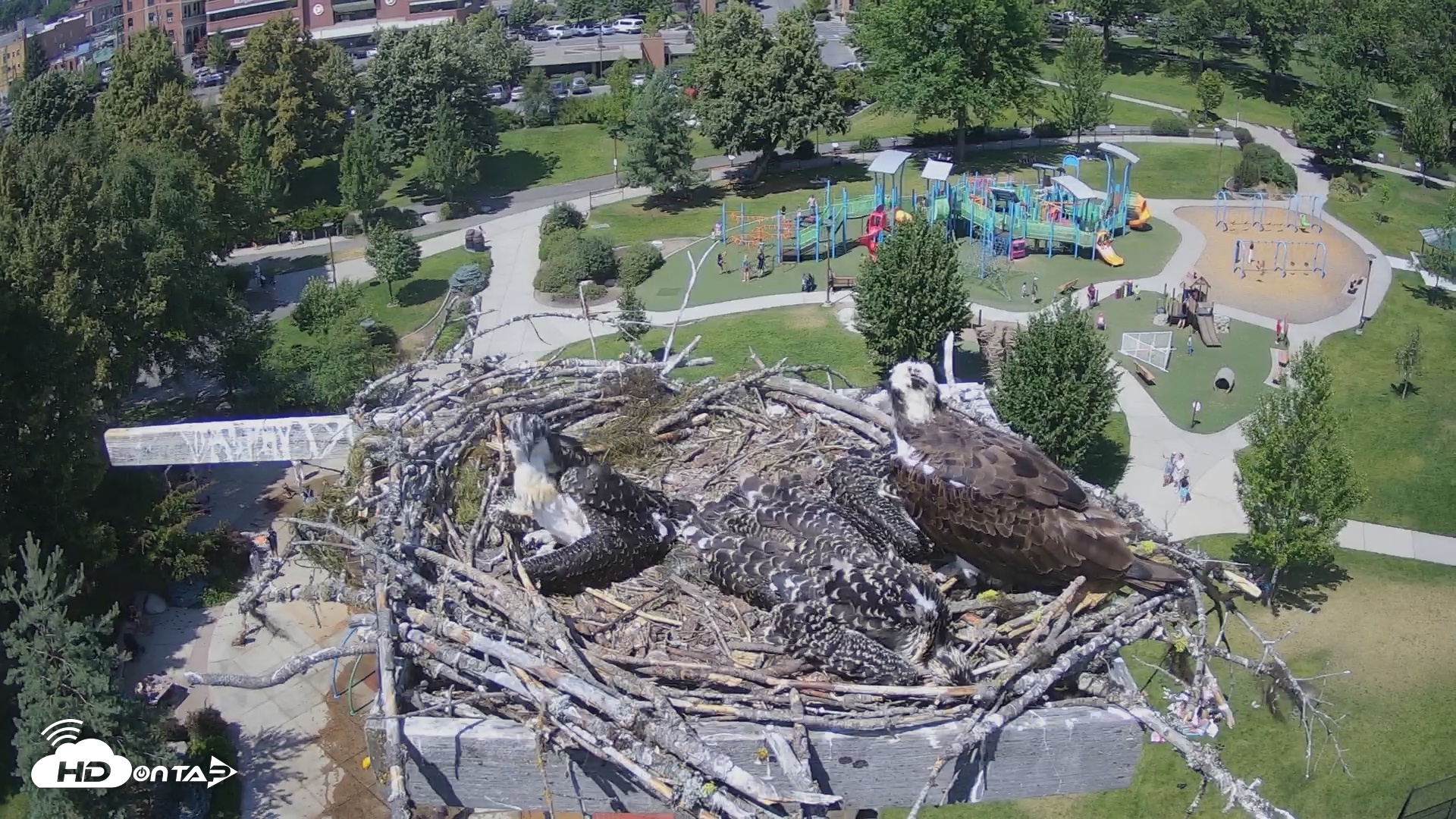 Snapshot of Coeur d'Alene South - Osprey Nest taken Jul 10, 2025, 2:26pm PDT