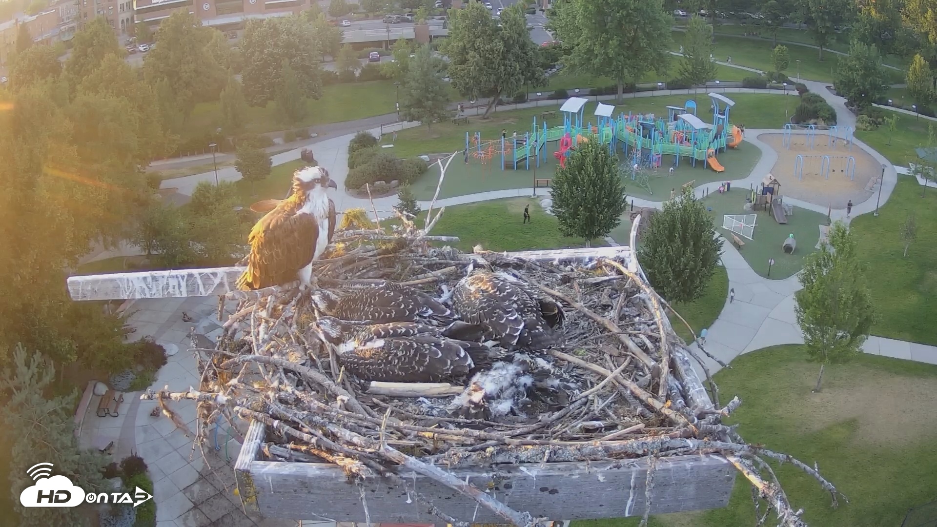Snapshot of Coeur d'Alene South - Osprey Nest taken Jul 17, 2025, 8:15pm PDT