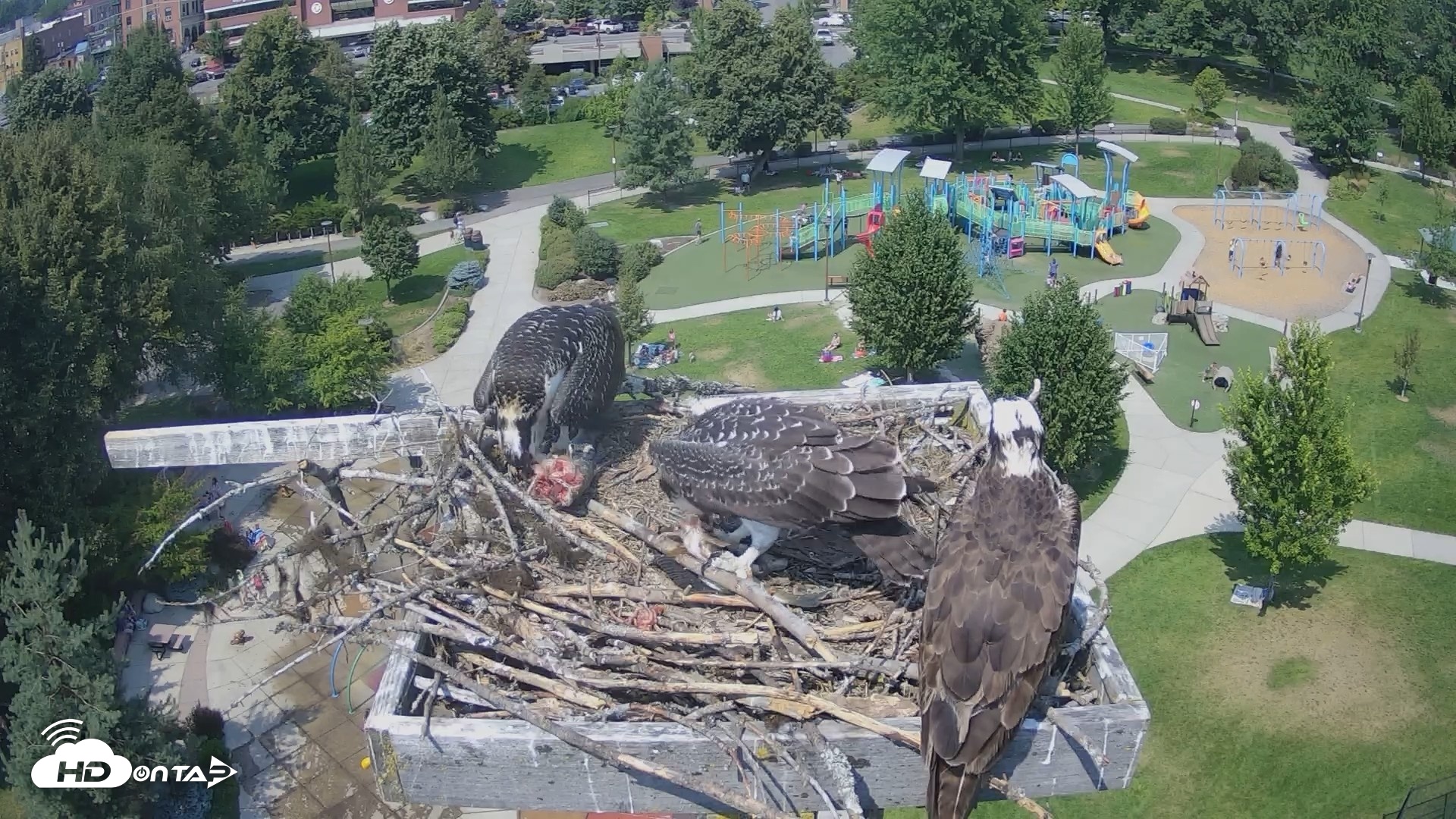 Snapshot of Coeur d'Alene Idaho Osprey Nest Live Cam taken Jul 30, 2026, 2:13pm PDT
