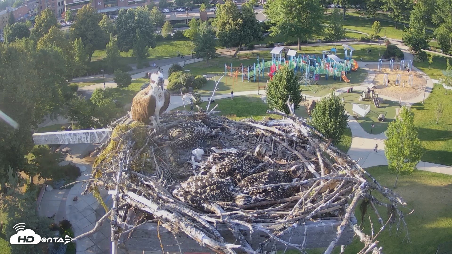 Snapshot of Coeur d'Alene South - Osprey Nest taken Jul 6, 2025, 7:01pm PDT