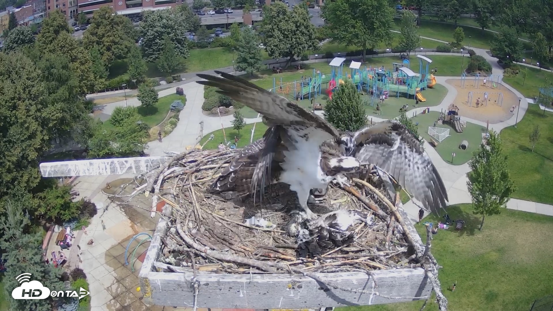 Snapshot of Coeur d'Alene South - Osprey Nest taken Jul 27, 2025, 12:08pm PDT