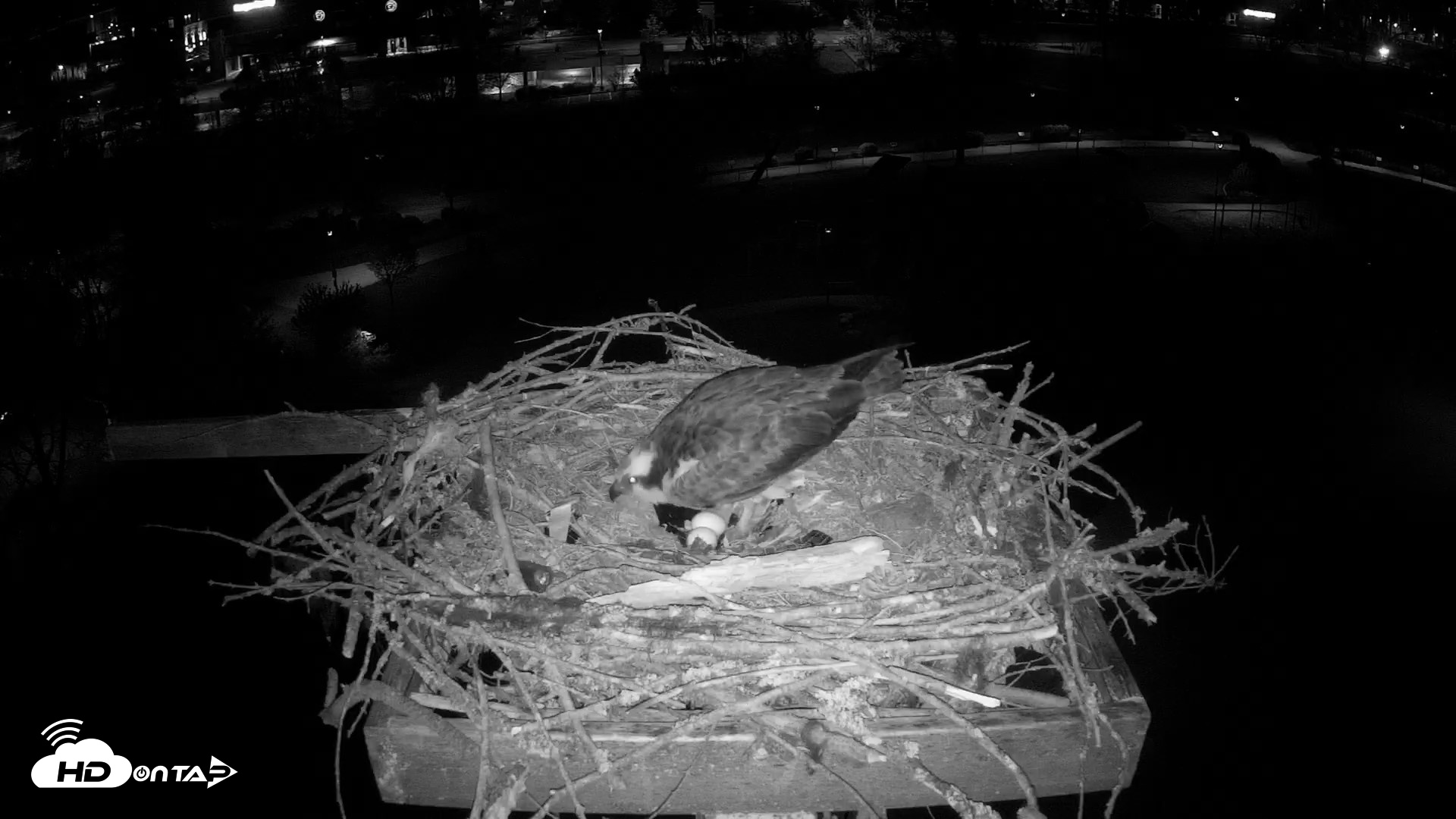 Snapshot of Coeur d'Alene Idaho Osprey Nest Live Cam taken Apr 21, 2026, 3:48am PDT