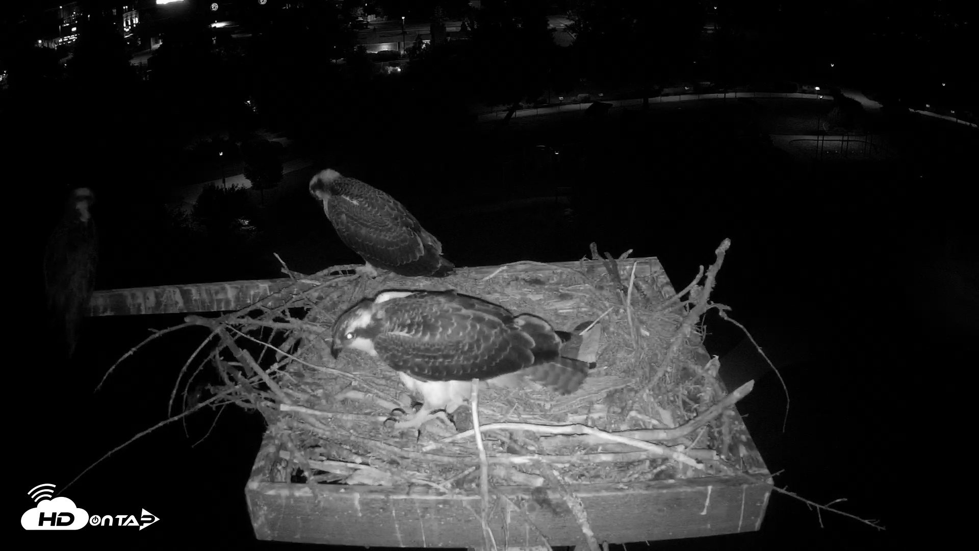 Snapshot of Coeur d'Alene Idaho Osprey Nest Live Cam taken Jul 26, 2026, 1:17am PDT