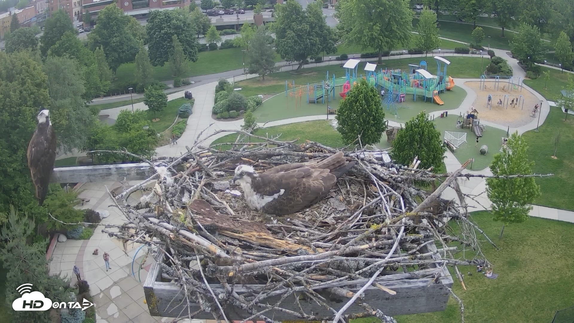 Snapshot of Coeur d'Alene Idaho Osprey Nest Live Cam taken May 28, 2026, 5:55pm PDT