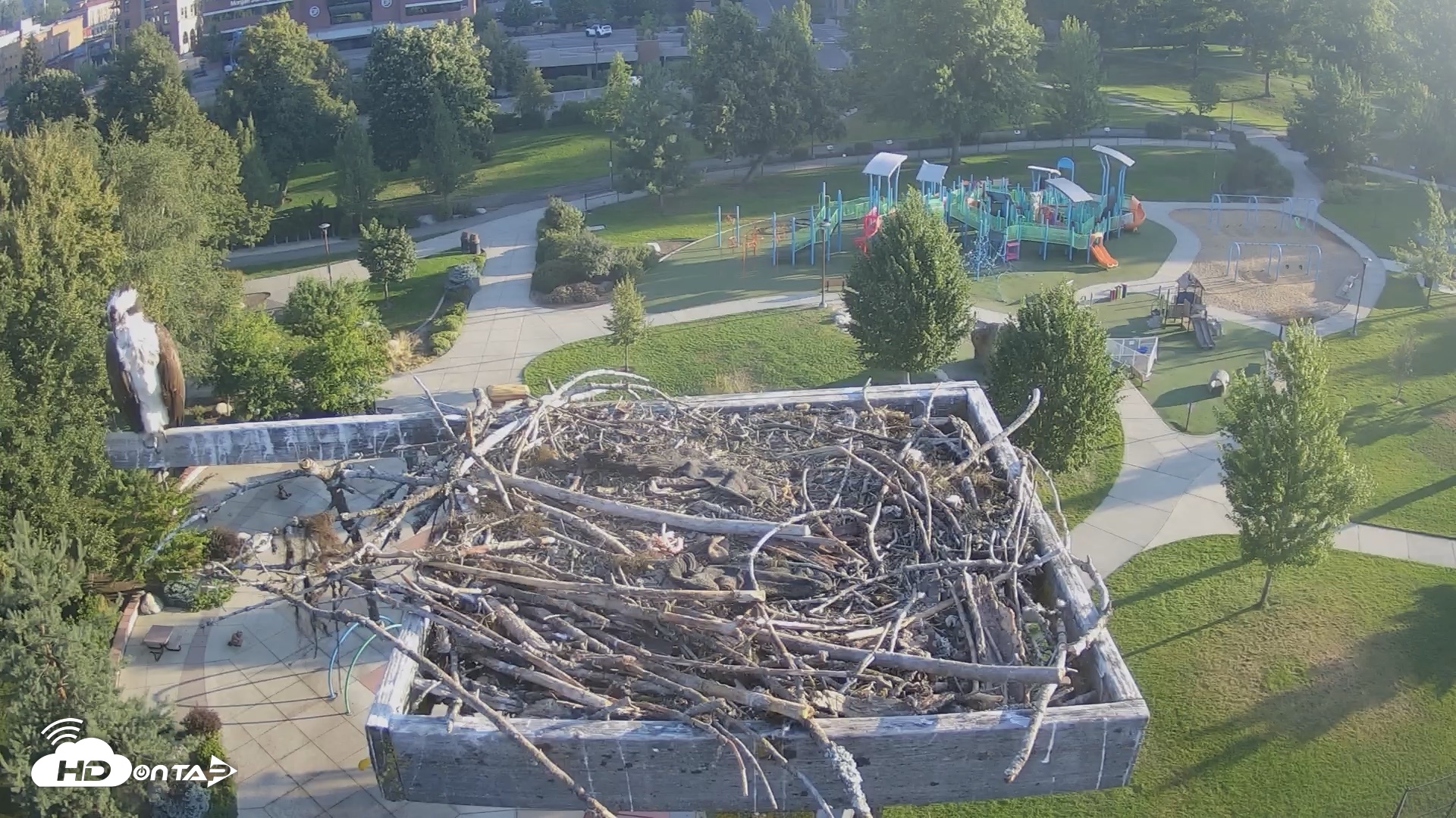 Snapshot of Coeur d'Alene Idaho Osprey Nest Live Cam taken Jul 31, 2026, 6:53am PDT