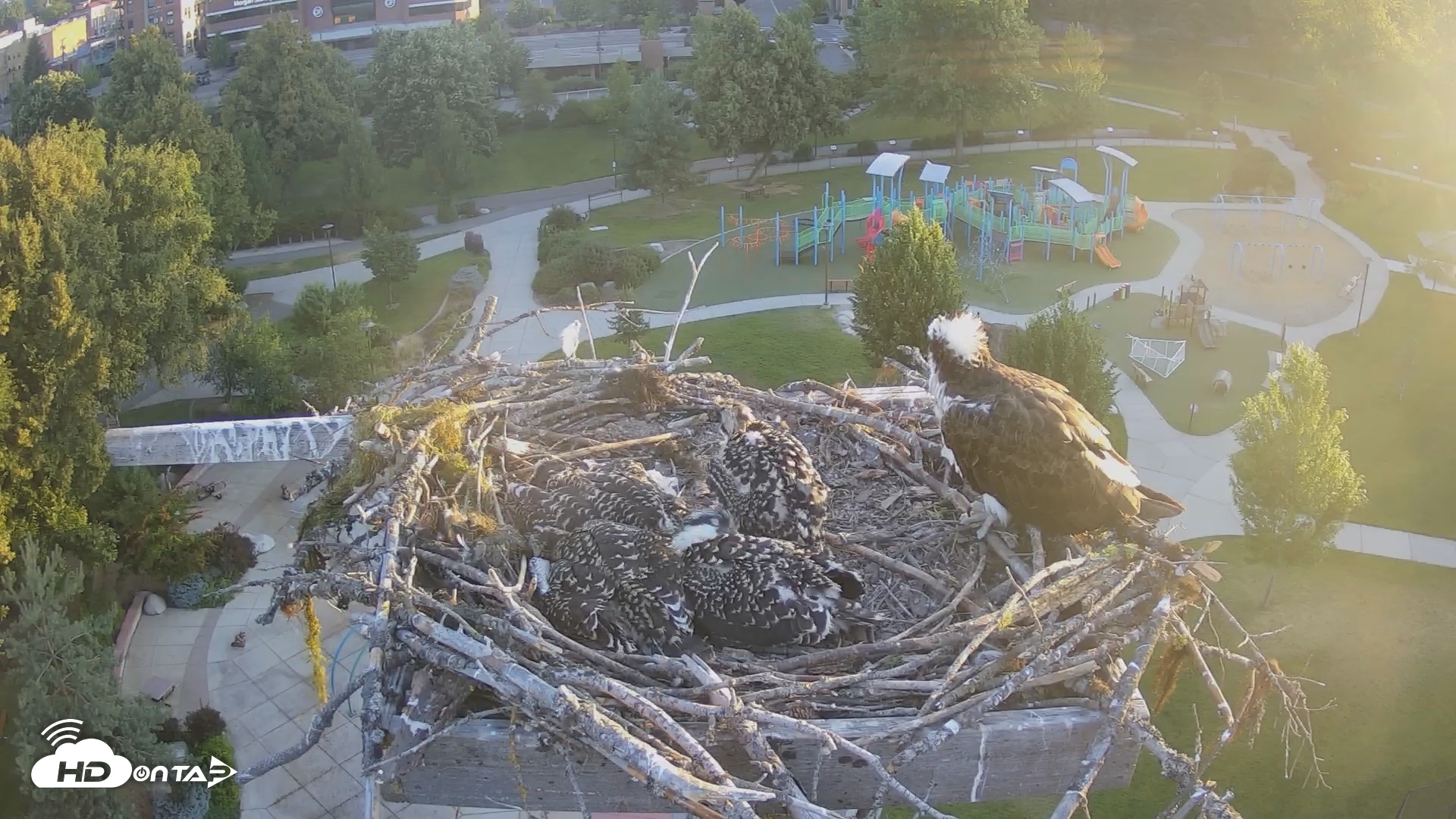 Snapshot of Coeur d'Alene South - Osprey Nest taken Jul 7, 2025, 5:38am PDT
